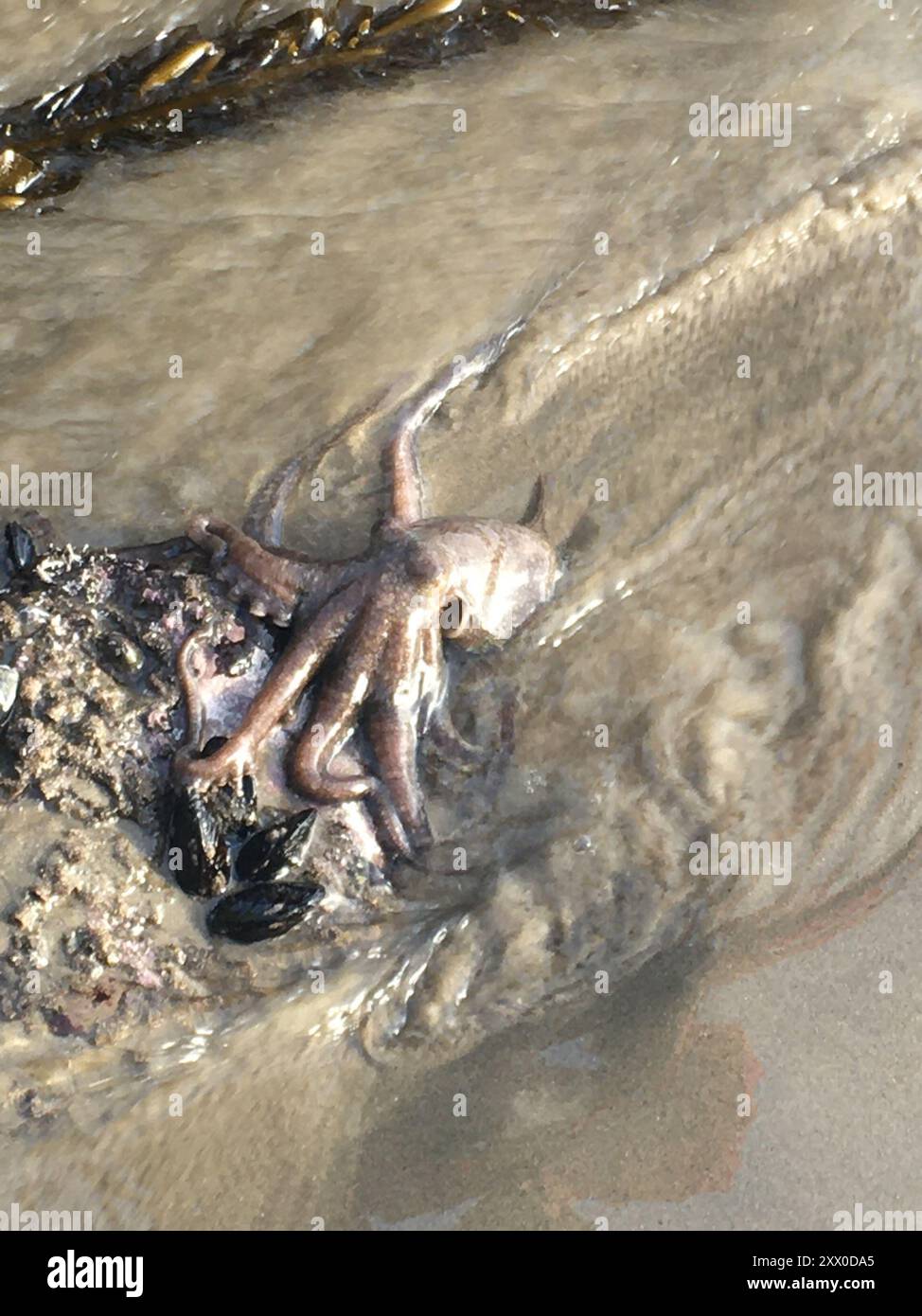 Lesser Two-spot Octopus (Octopus bimaculoides) Mollusca Stock Photo - Alamy