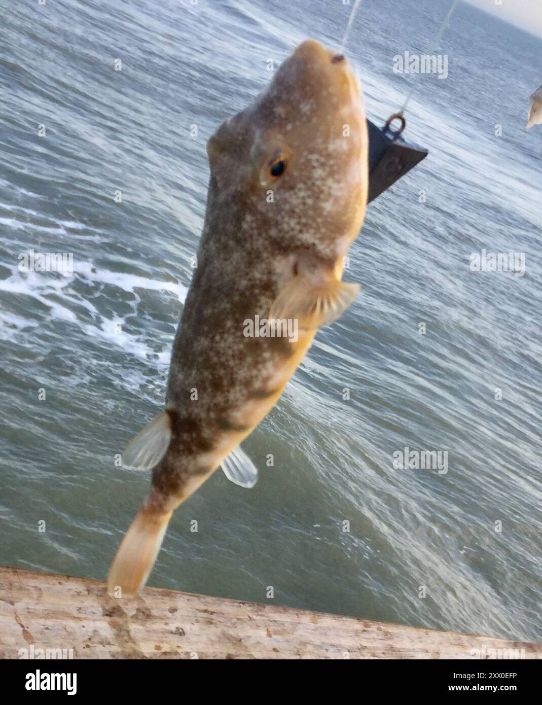 Northern Puffer (Sphoeroides maculatus) Actinopterygii Stock Photo Alamy