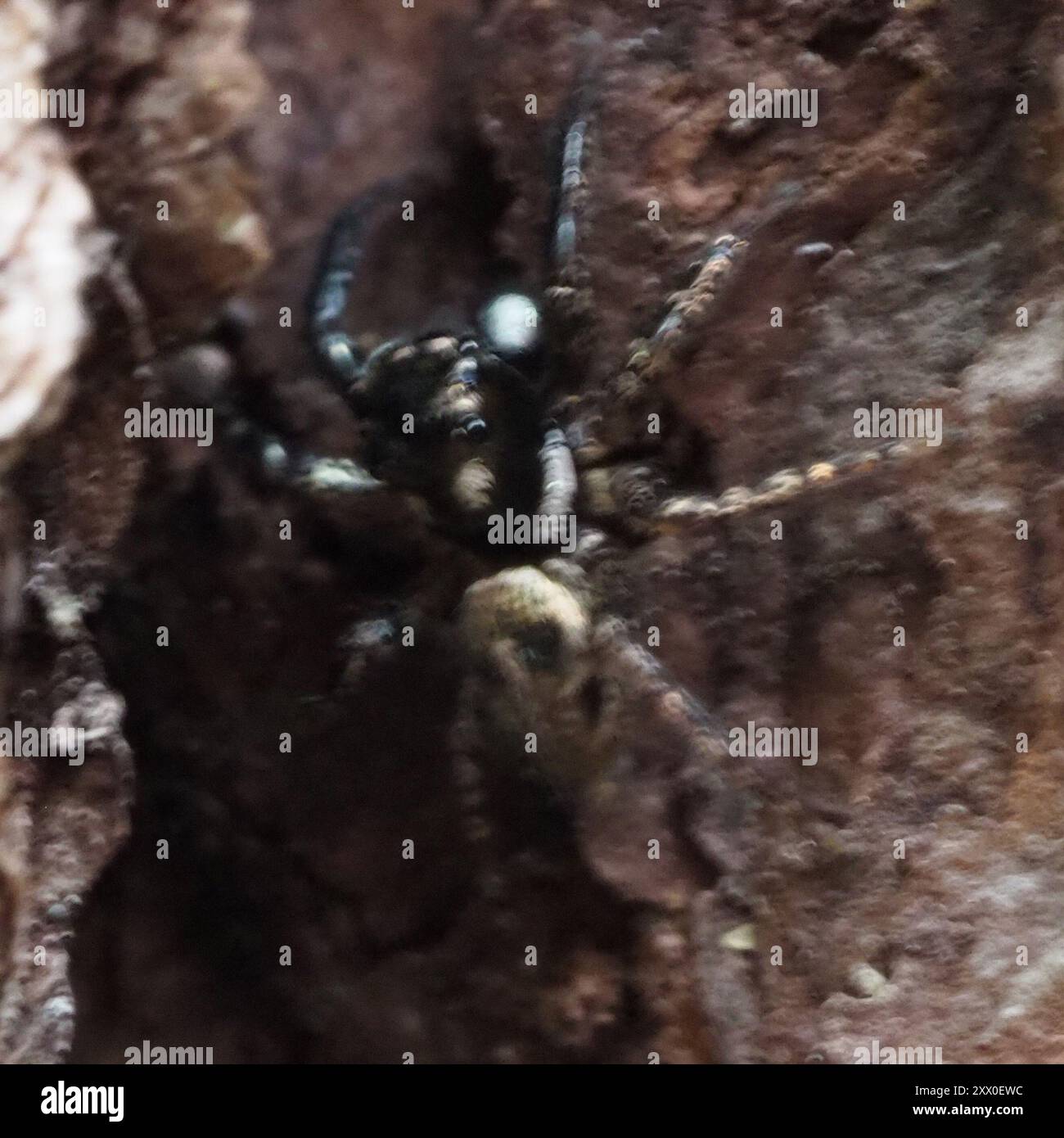 Twinflagged Jumping Spider (Anasaitis canosus) Arachnida Stock Photo