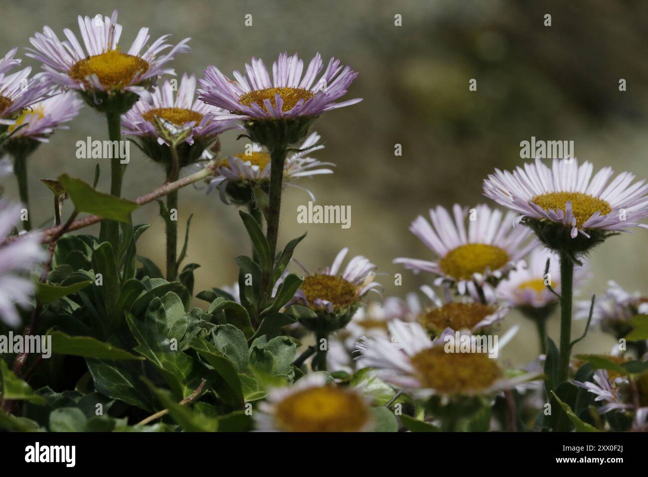 seaside daisy (Erigeron glaucus) Plantae Stock Photo - Alamy