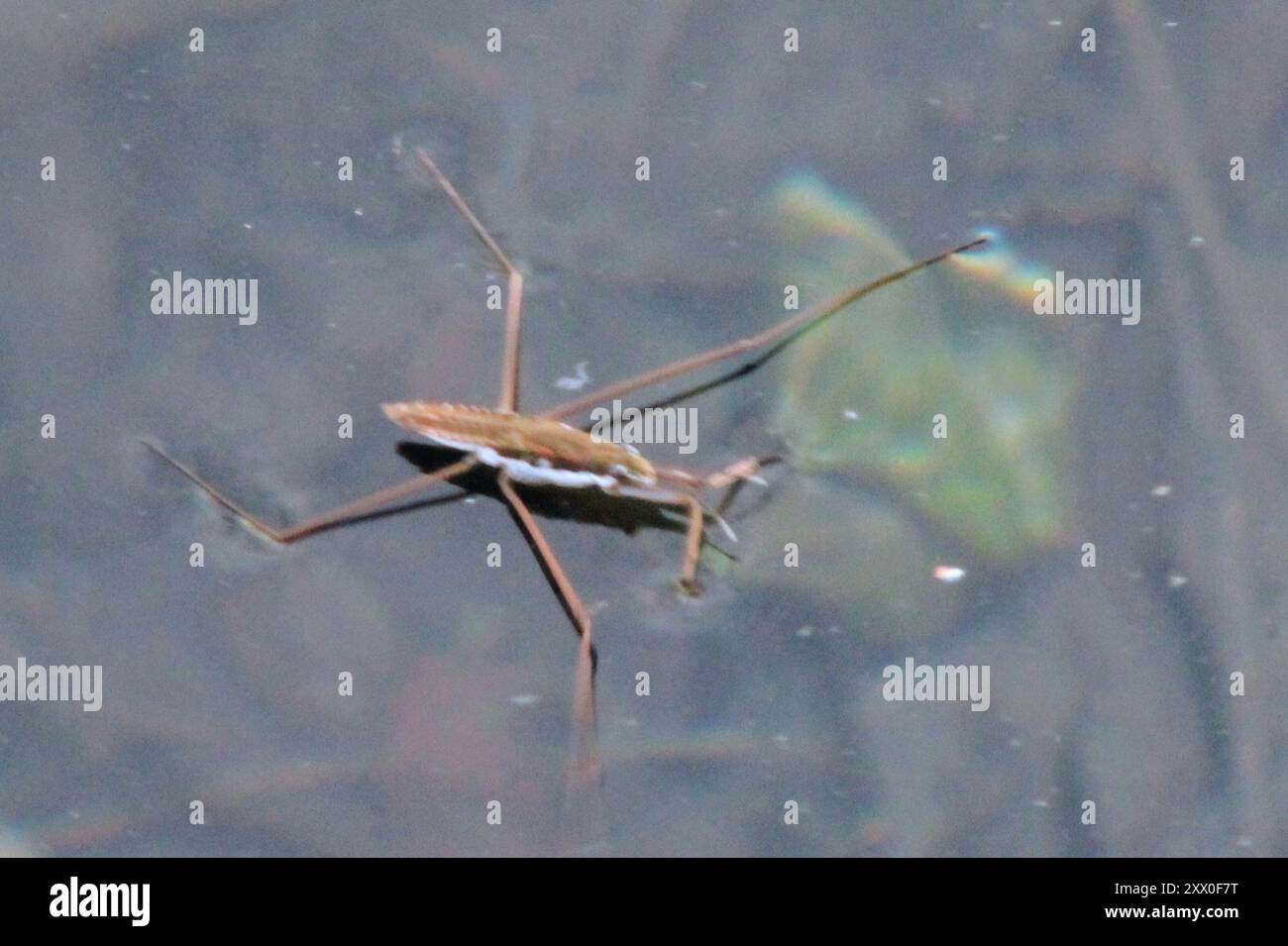 North American Common Water Strider (Aquarius remigis) Insecta Stock ...