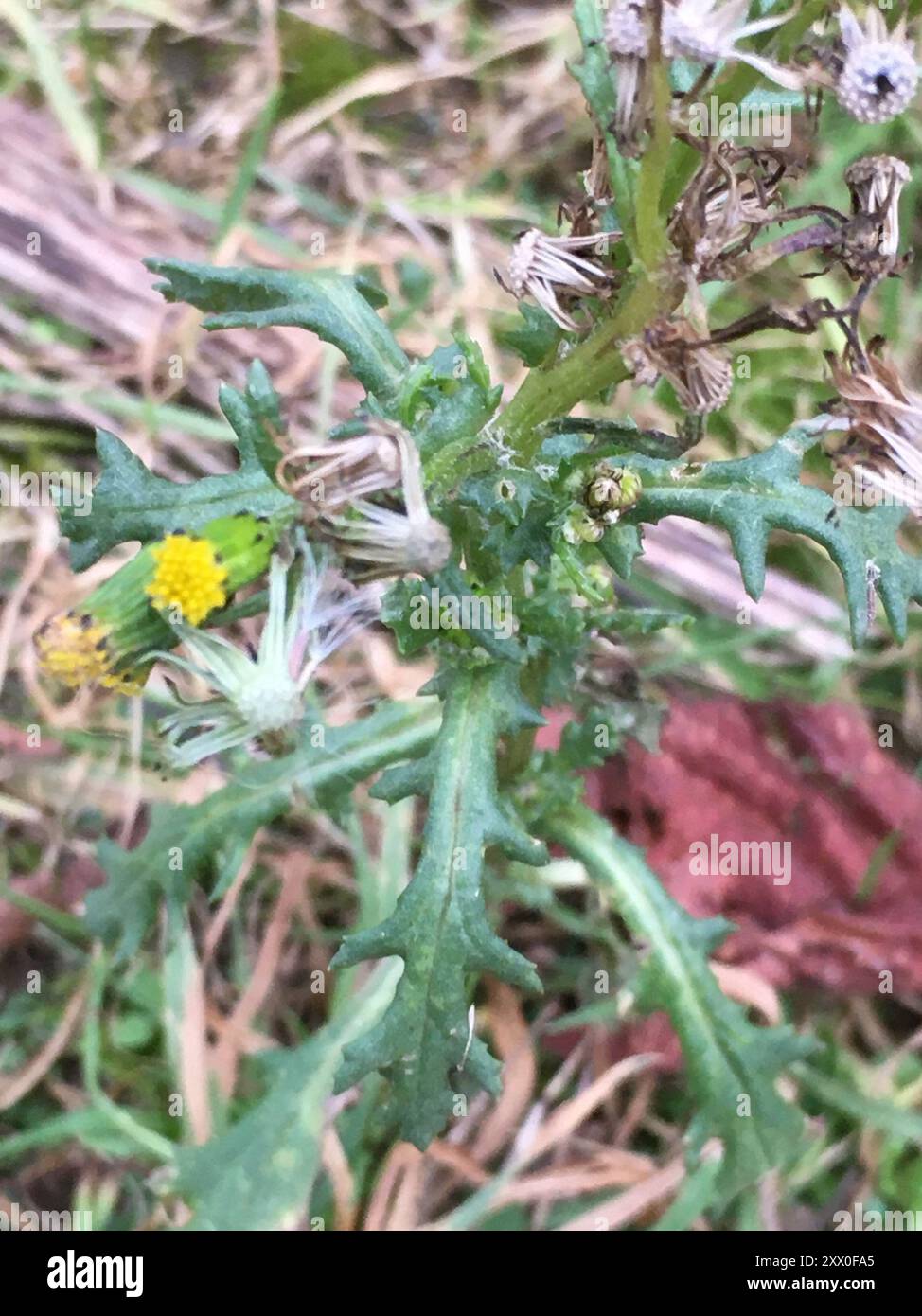 common groundsel (Senecio vulgaris) Plantae Stock Photo - Alamy