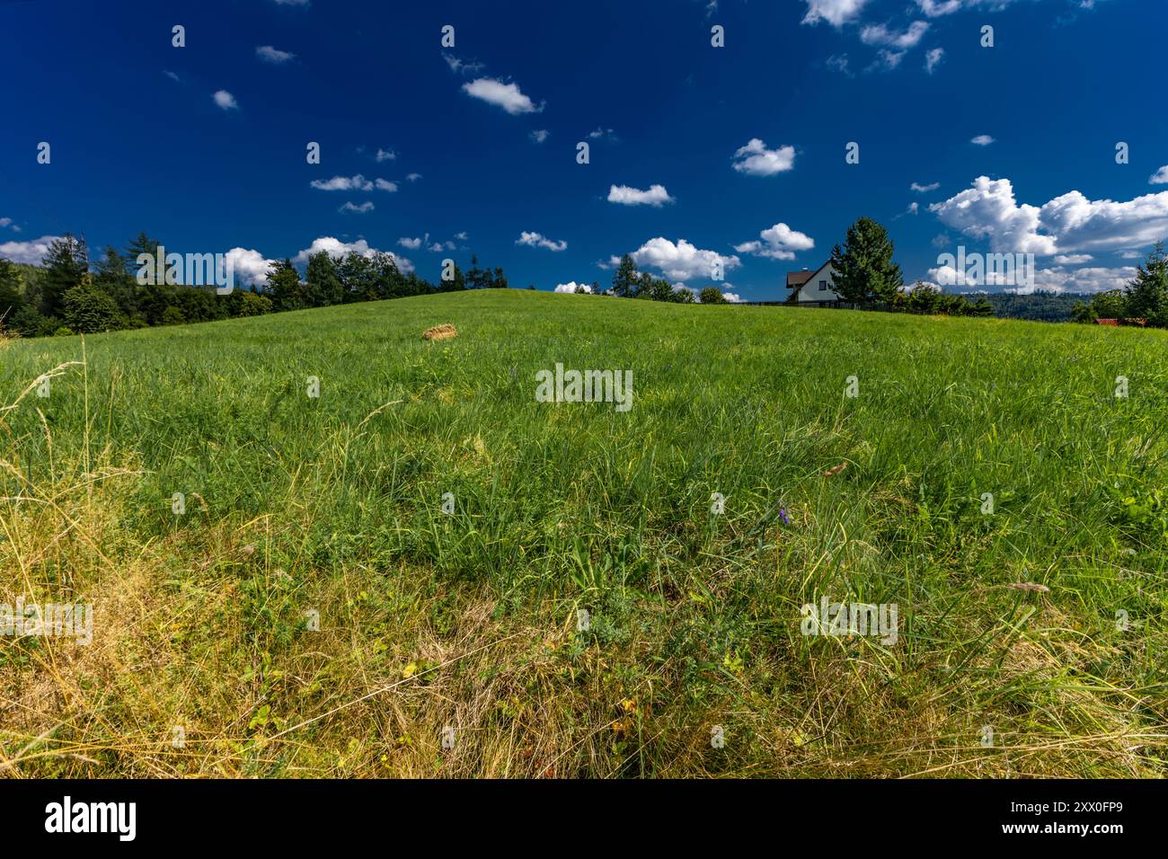 Mowed grass in a meadow in the Silesian Beskids, mountain panorama landscape Stock Photo