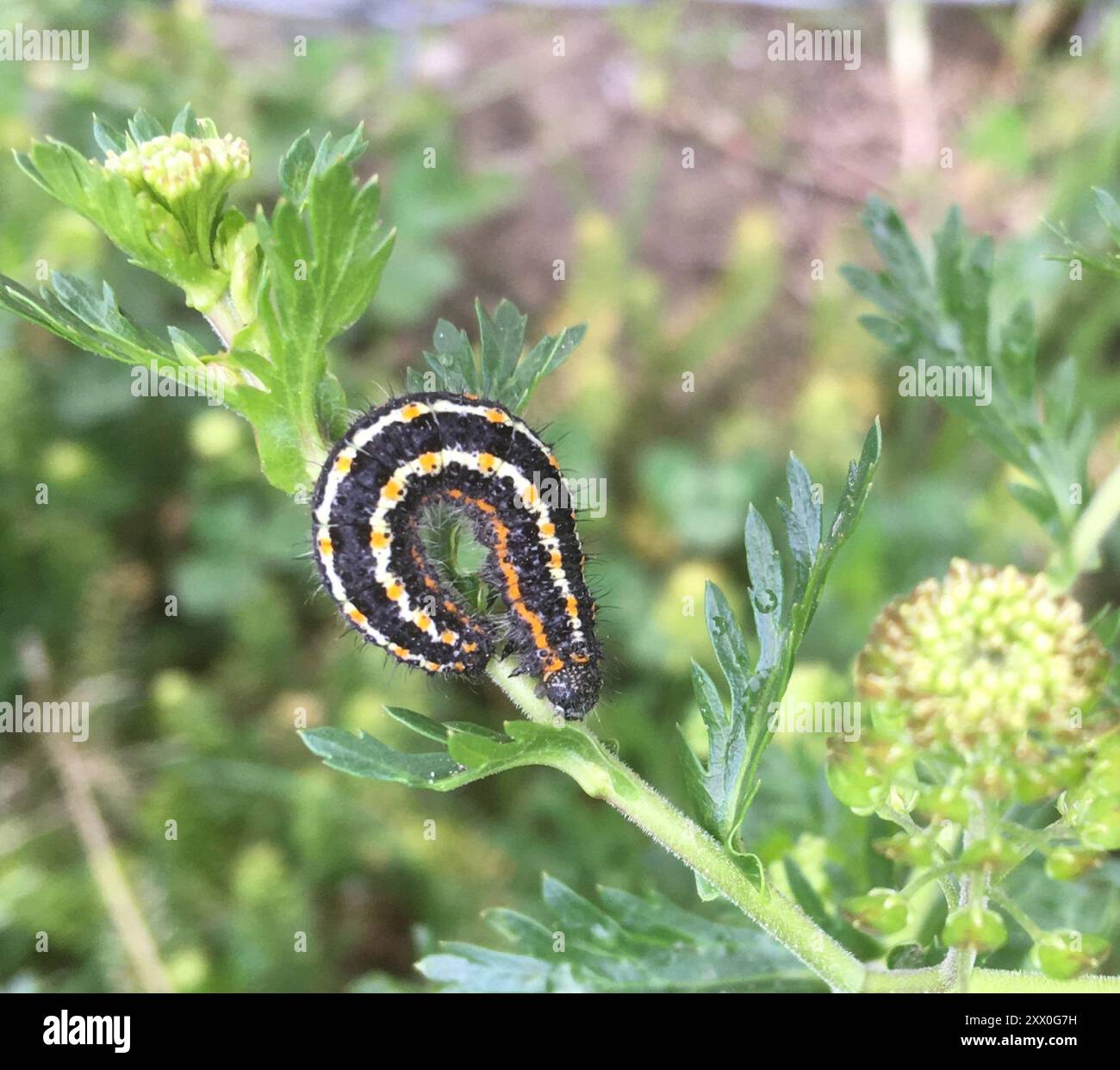 Tiger Moths (Arctiini) Insecta Stock Photo - Alamy
