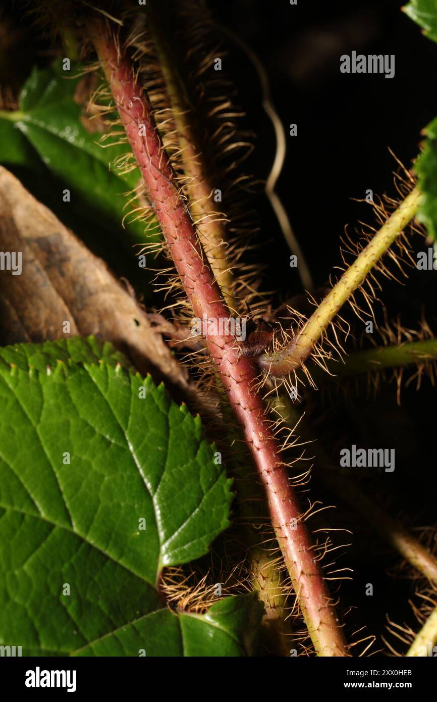 Chinese Bramble (Rubus tricolor) Plantae Stock Photo - Alamy