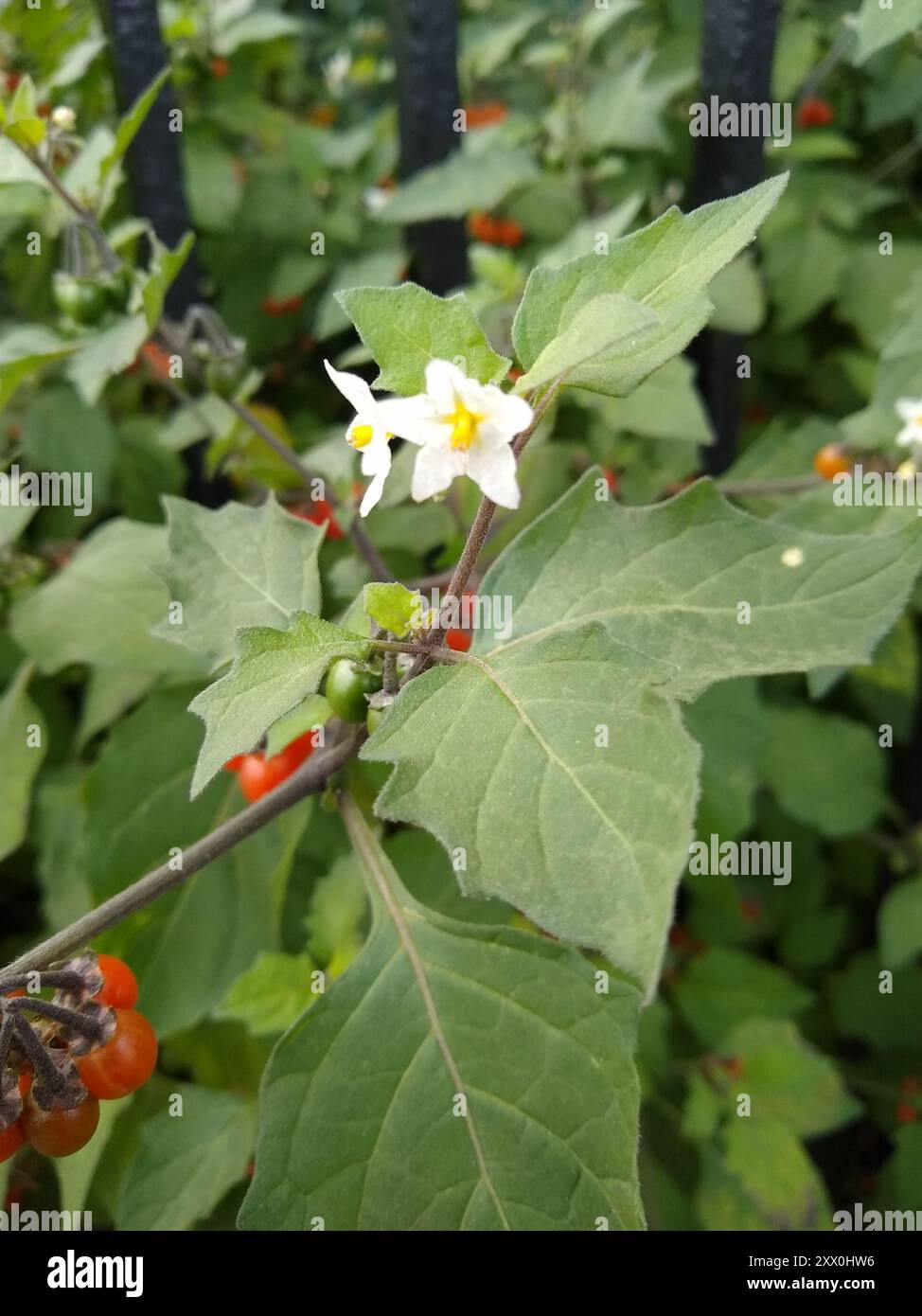 Black Nightshade Complex (Solanum nigrum) Plantae Stock Photo - Alamy