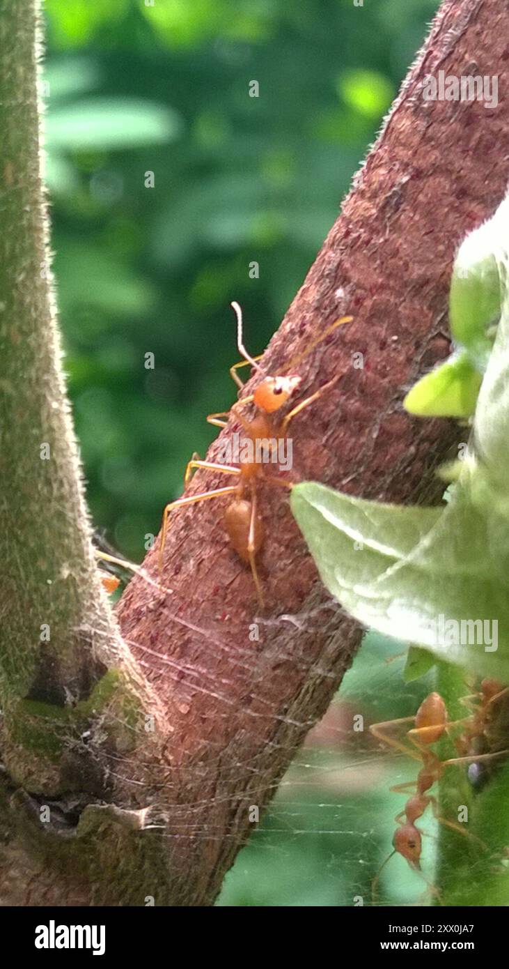 Asian Weaver Ant (Oecophylla smaragdina) Insecta Stock Photo - Alamy