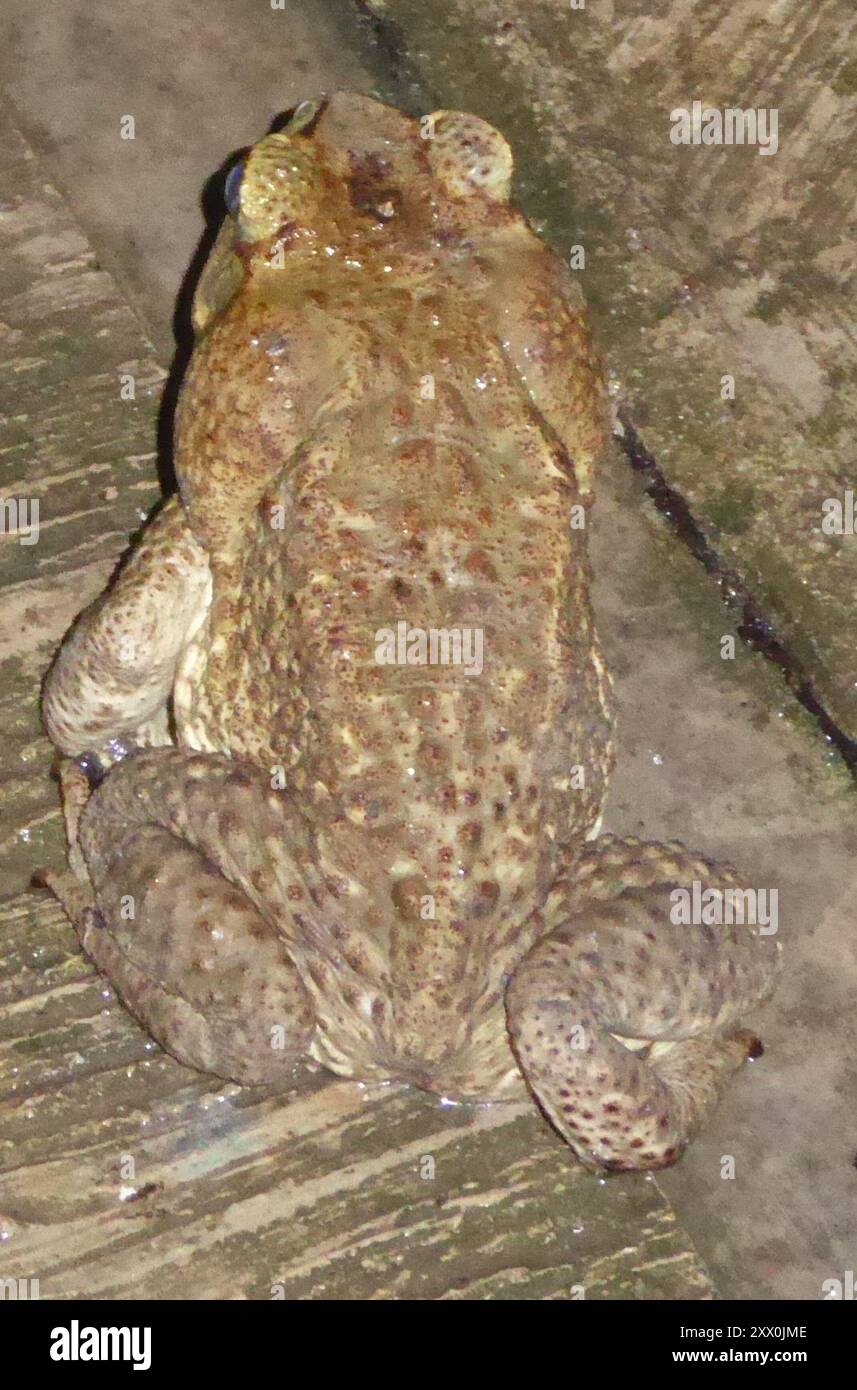 Giant Toad (Rhinella horribilis) Amphibia Stock Photo - Alamy