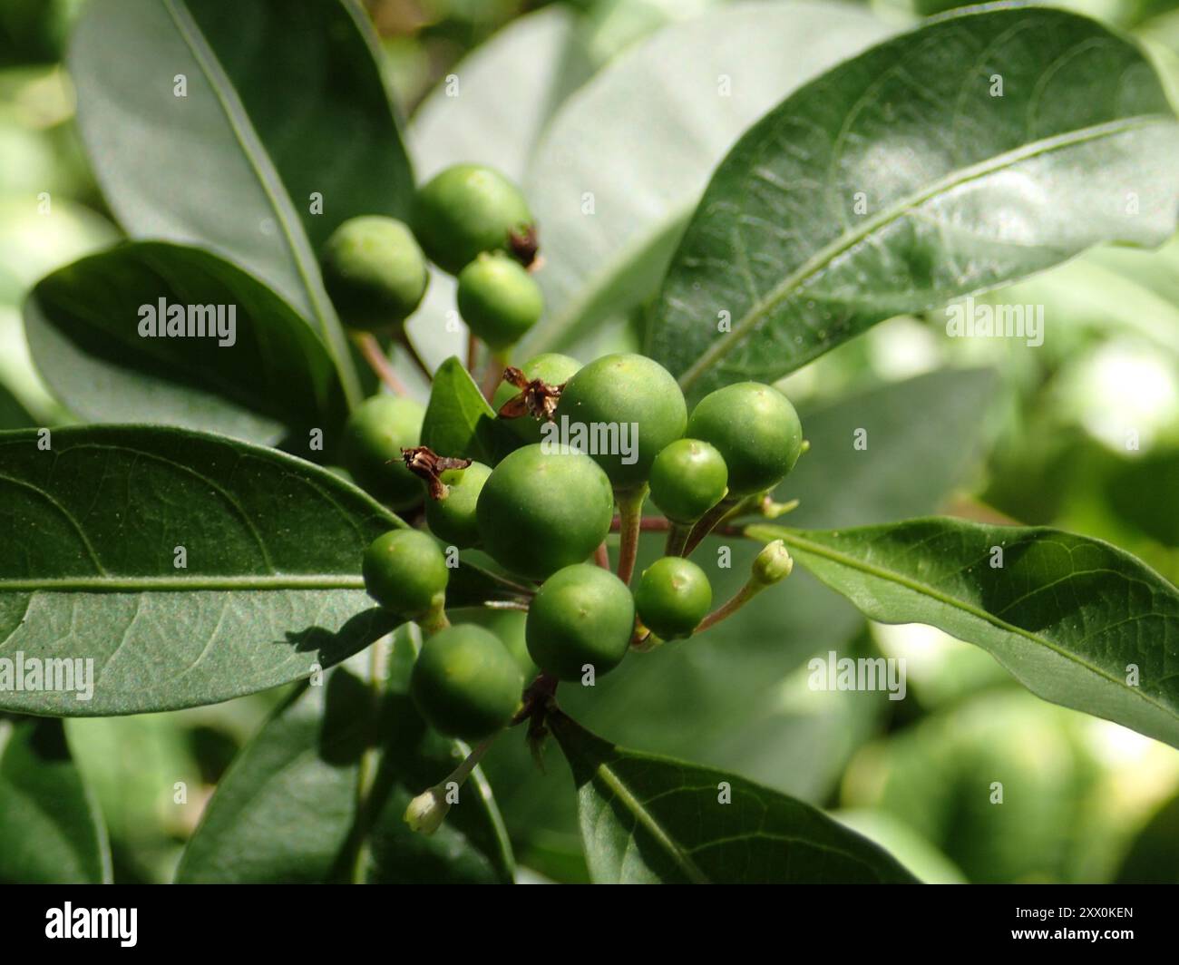 twoleaf nightshade (Solanum diphyllum) Plantae Stock Photo - Alamy