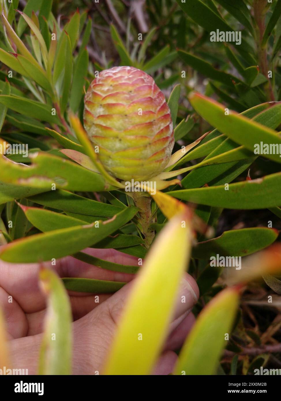 Sickleleaf Conebush (Leucadendron xanthoconus) Plantae Stock Photo