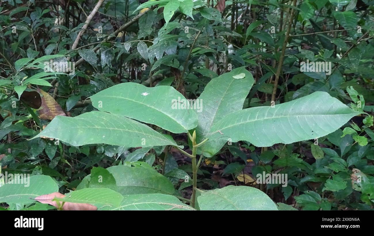 Panama rubber tree (Castilla elastica) Plantae Stock Photo