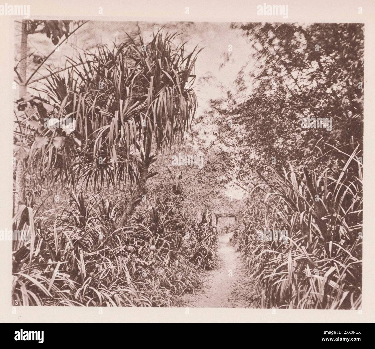 Vintage photo of Island of Formosa (Taiwan). A country road near Taiwanfu (Taipeh-fu/Taipei). Illustrations of Qing China, 1875 Taiwan Prefecture or Taiwanfu was a prefecture of Taiwan during the Qing dynasty. The lanes of Taiwanfu are commonly between two cactus hedges gay with the major convolvulus, the fuchsia and many other wild flowers. Their blossoms show out brilliantly against the background of green, while over-head the bamboo rears its stately plumes and branches to form a pointed arch of shade above the path. The slender stems nod to every passing breeze, and branches to form a poin Stock Photo