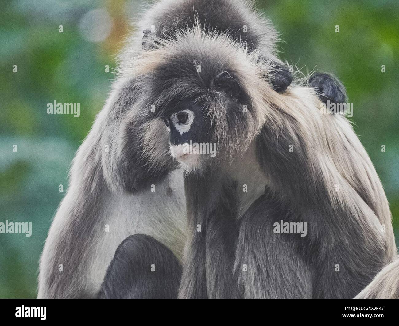 Trachypithecus Phayre's Leaf Monkey (Trachypithecus phayrei) Mammalia Stock Photo - Alamy