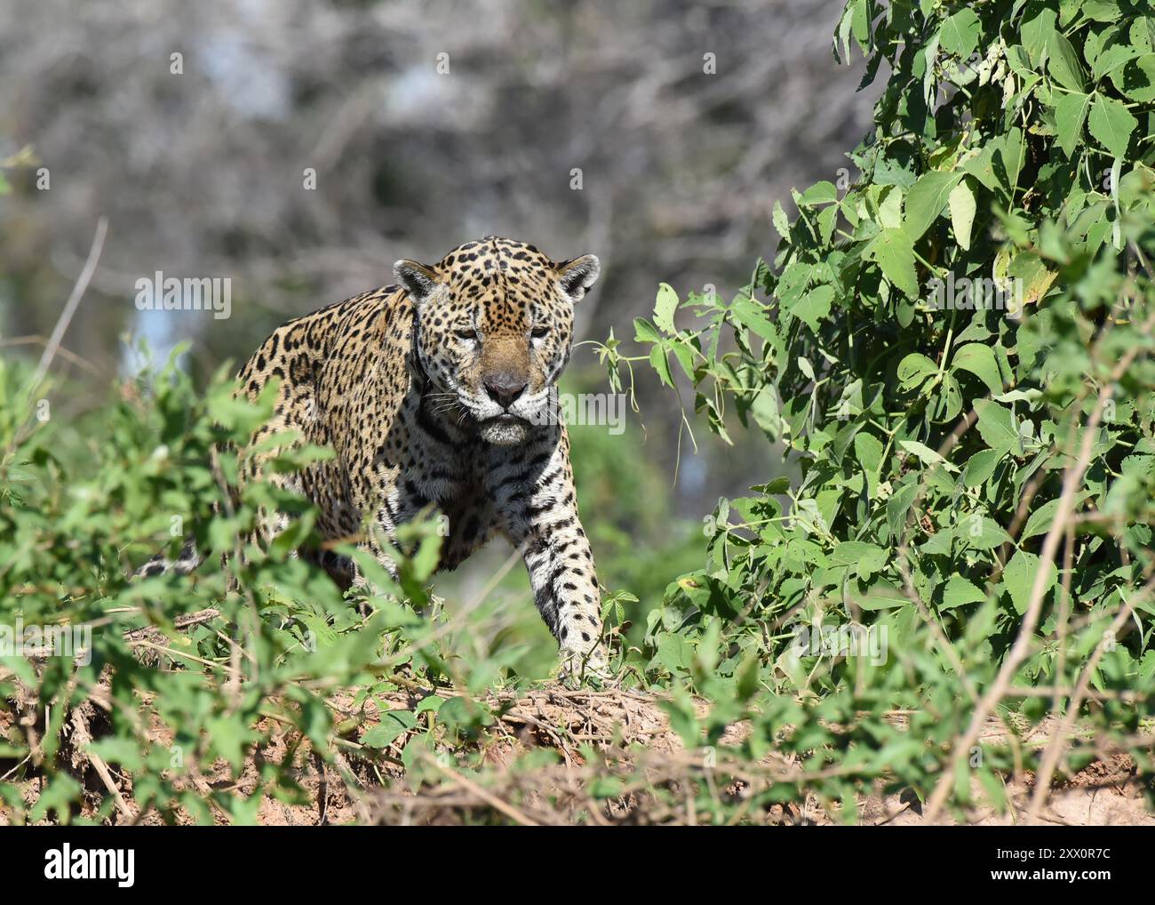 Big cat jaguar hi-res stock photography and images - Alamy