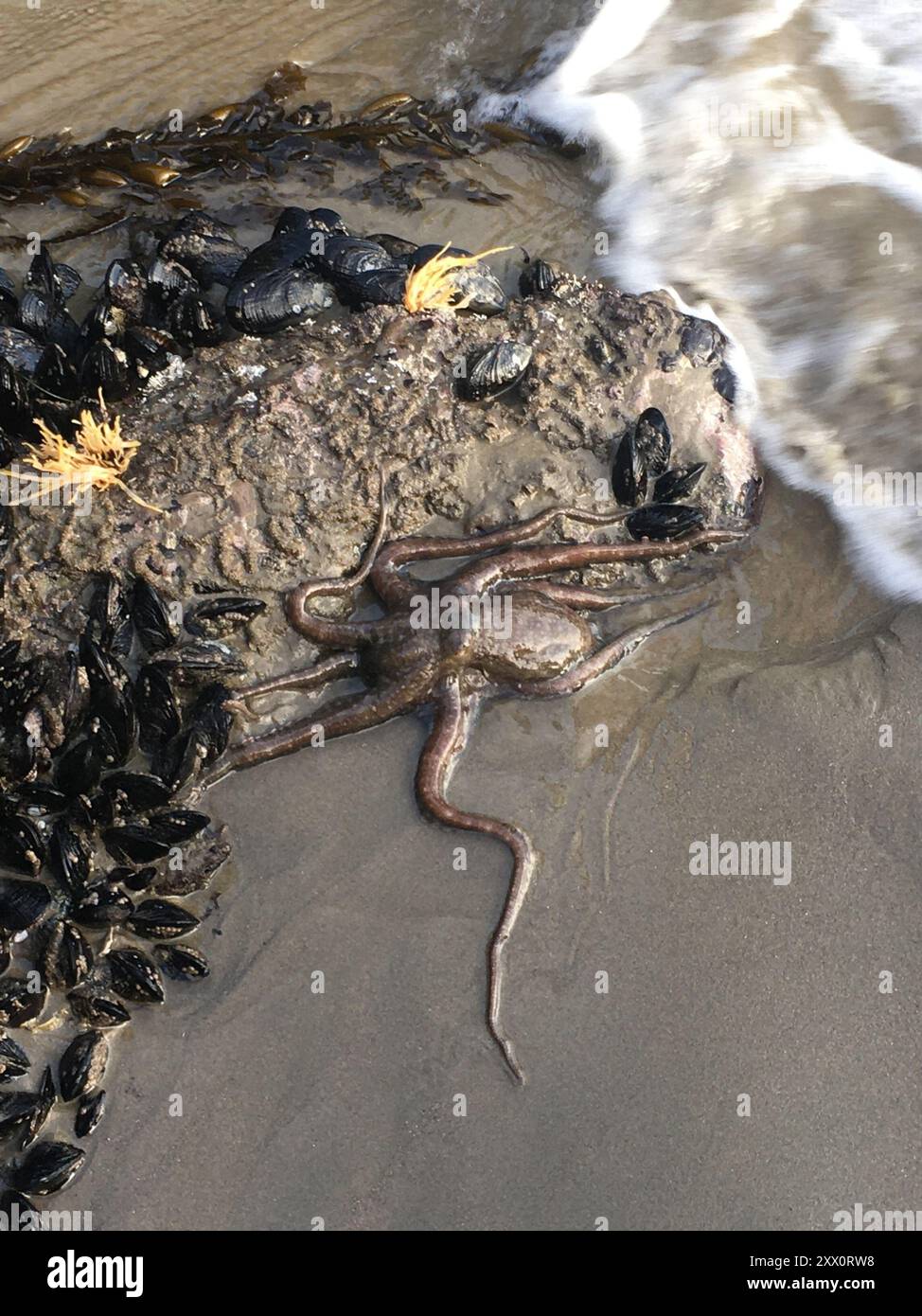 Lesser Two-spot Octopus (Octopus bimaculoides) Mollusca Stock Photo - Alamy