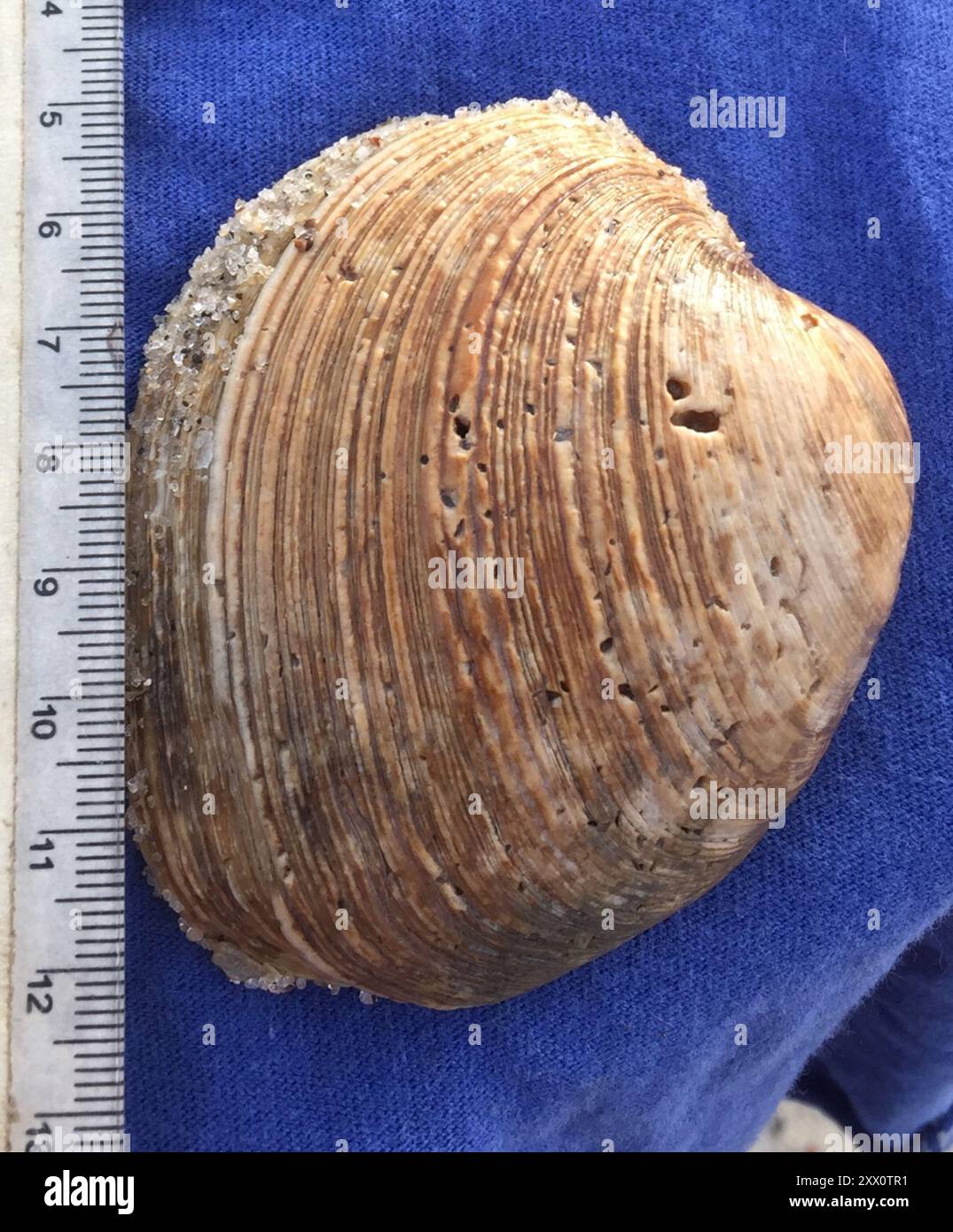 Southern Quahog (Mercenaria campechiensis) Mollusca Stock Photo - Alamy