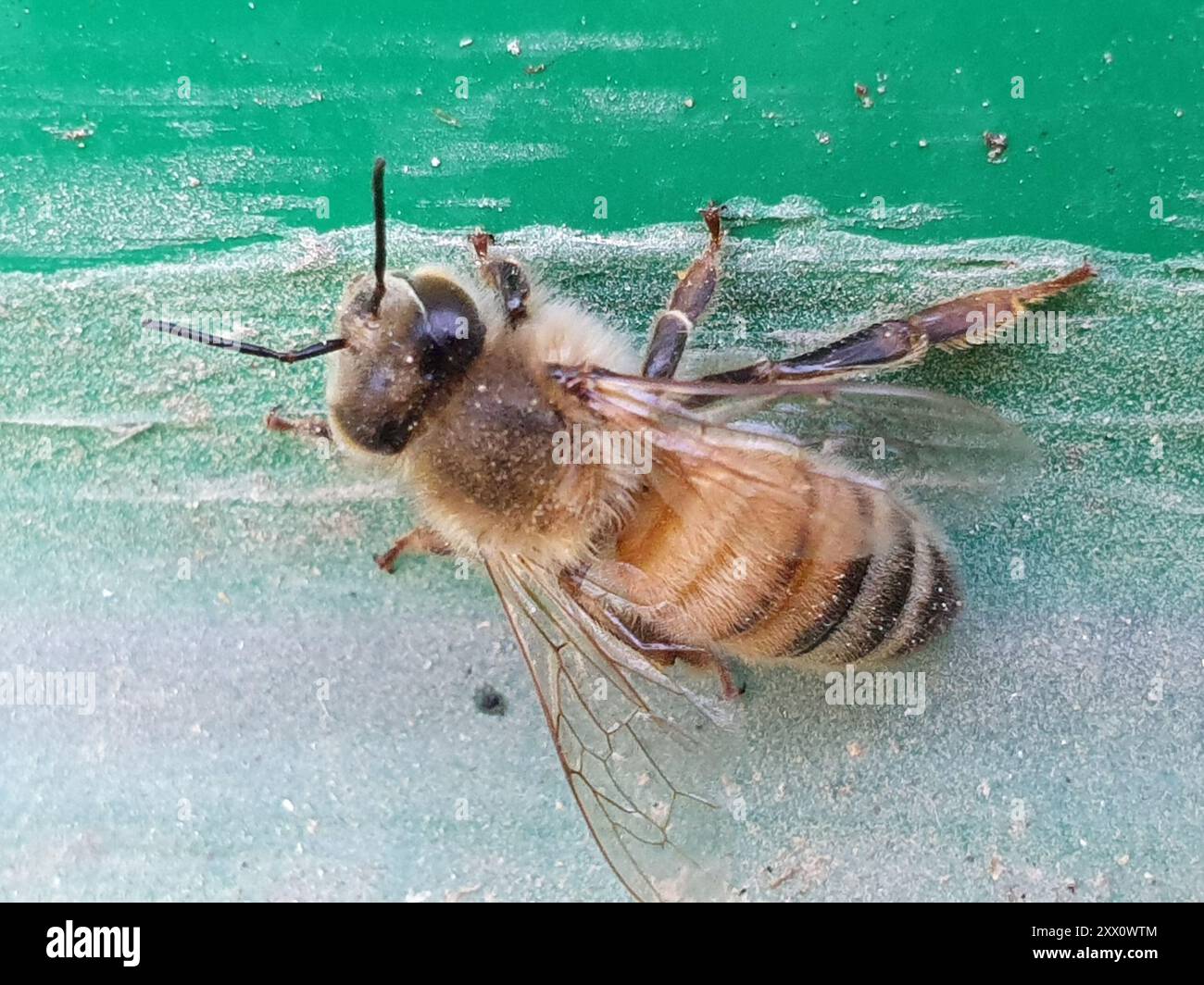 Western Honey Bee (Apis mellifera) Insecta Stock Photo - Alamy