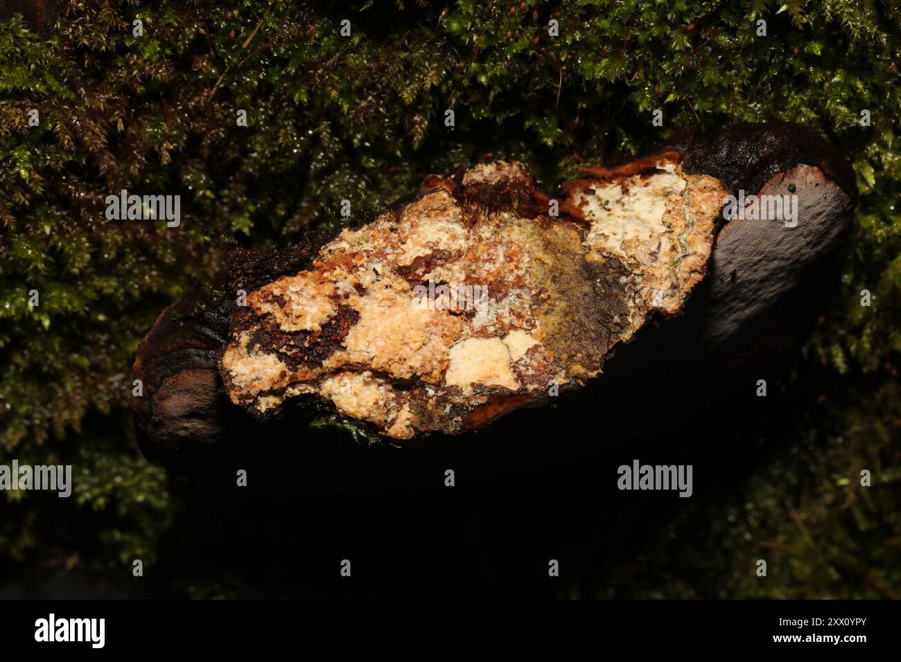 artist's bracket (Ganoderma applanatum) Fungi Stock Photo - Alamy