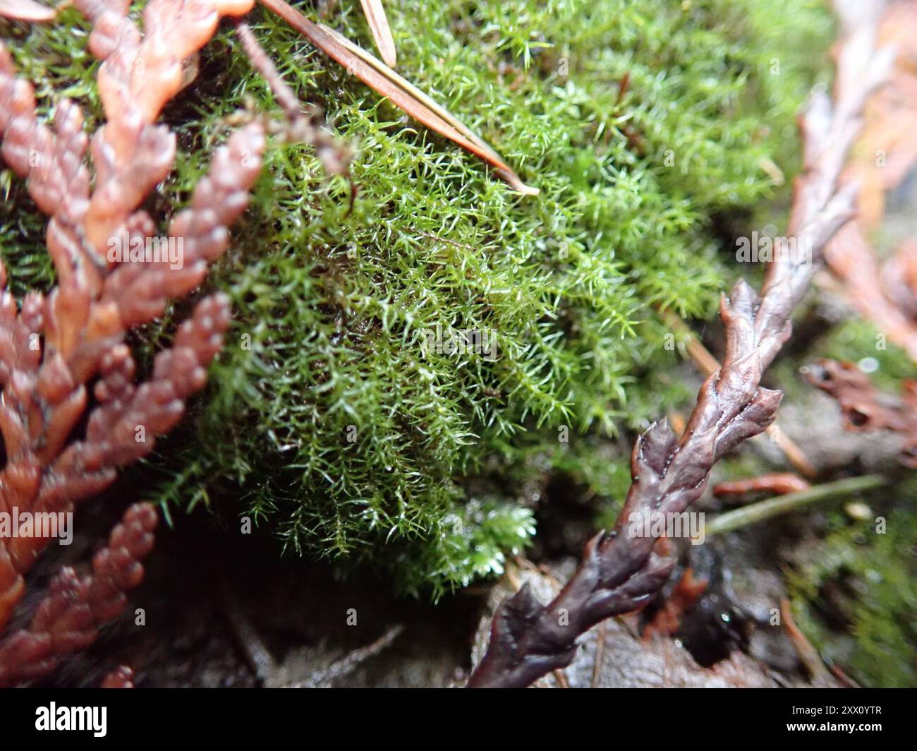 mosses (Bryophyta) Plantae Stock Photo - Alamy
