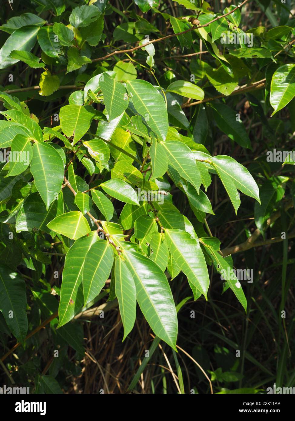 Bu qattiq mos keladi Katta eshakda sikilgan onam