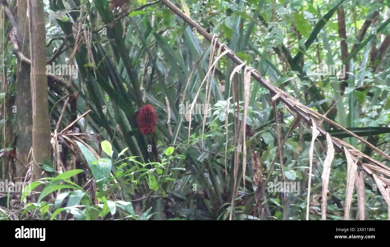 (Aechmea magdalenae) Plantae Stock Photo Alamy