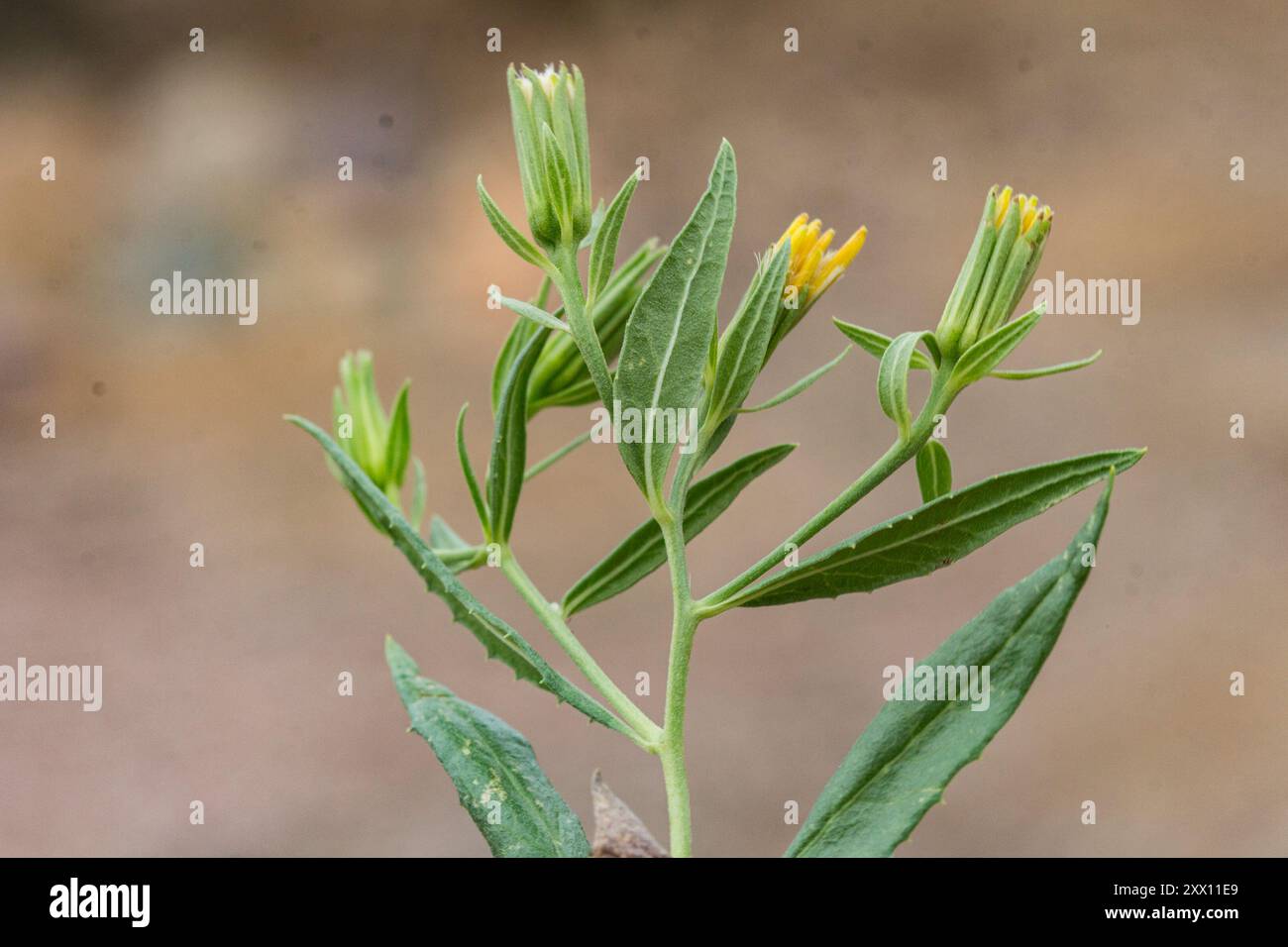 American threefold (Trixis californica) Plantae Stock Photo - Alamy