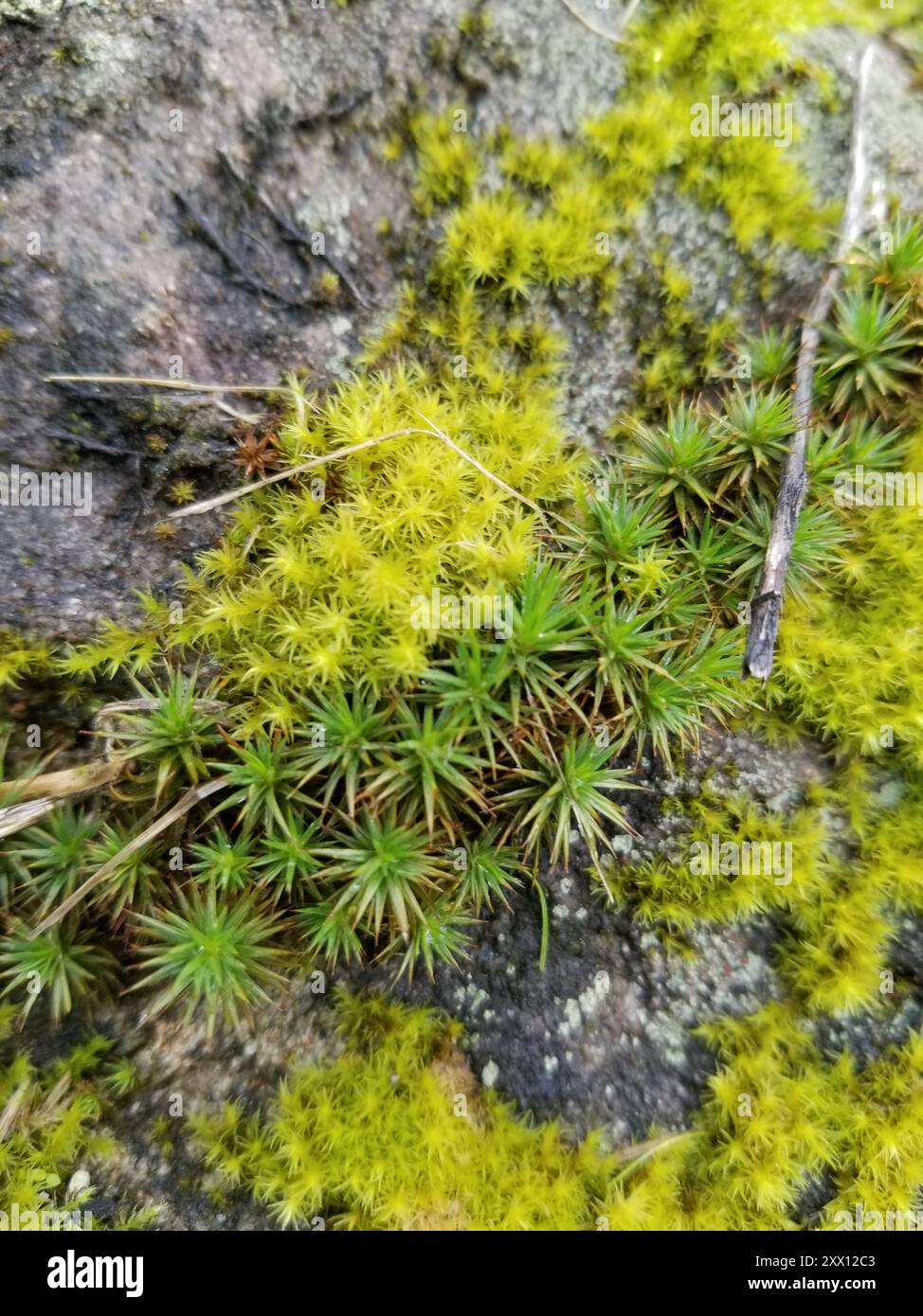 mosses (Bryophyta) Plantae Stock Photo - Alamy