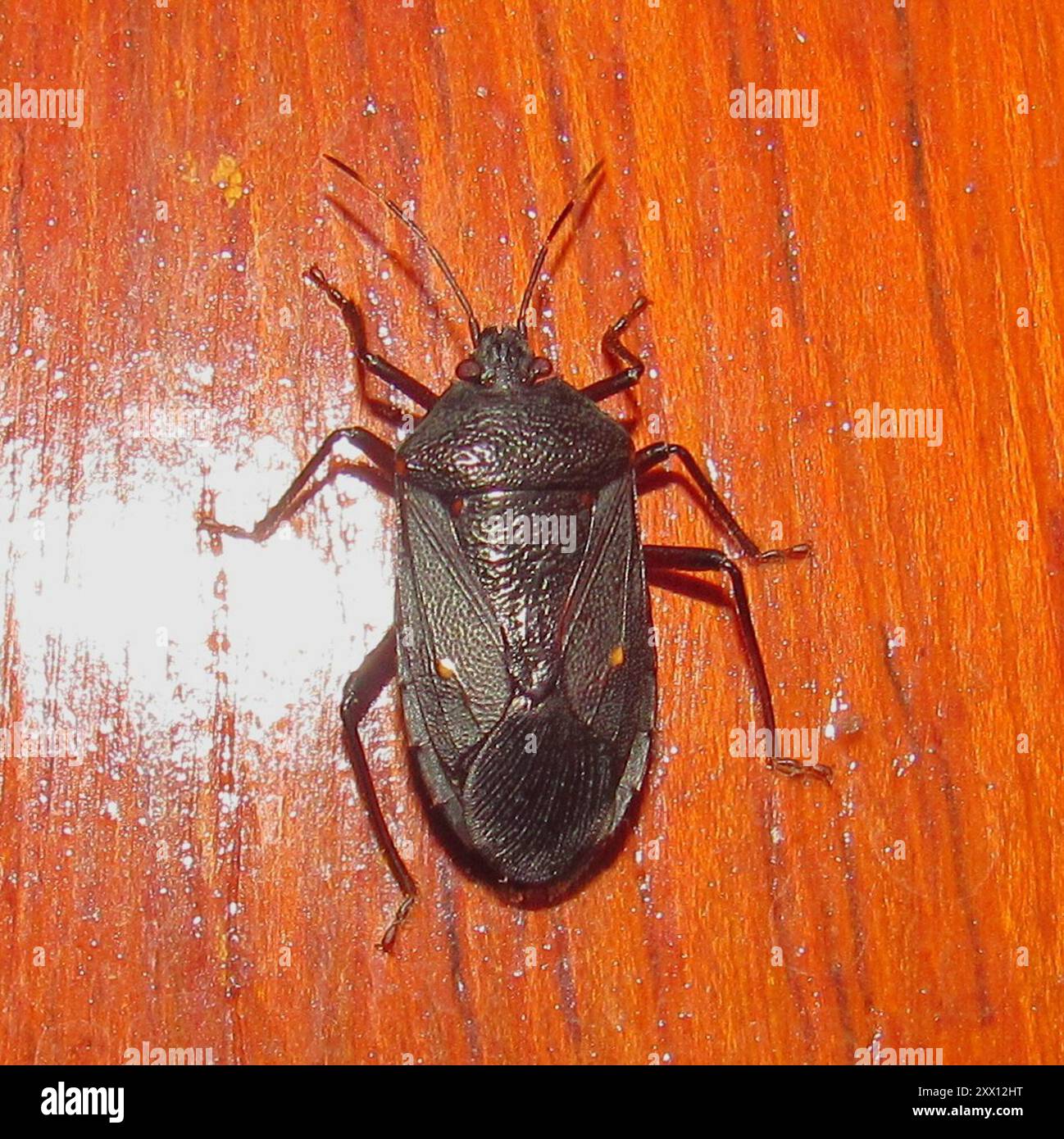 (Janeirona bergi) Insecta Stock Photo - Alamy