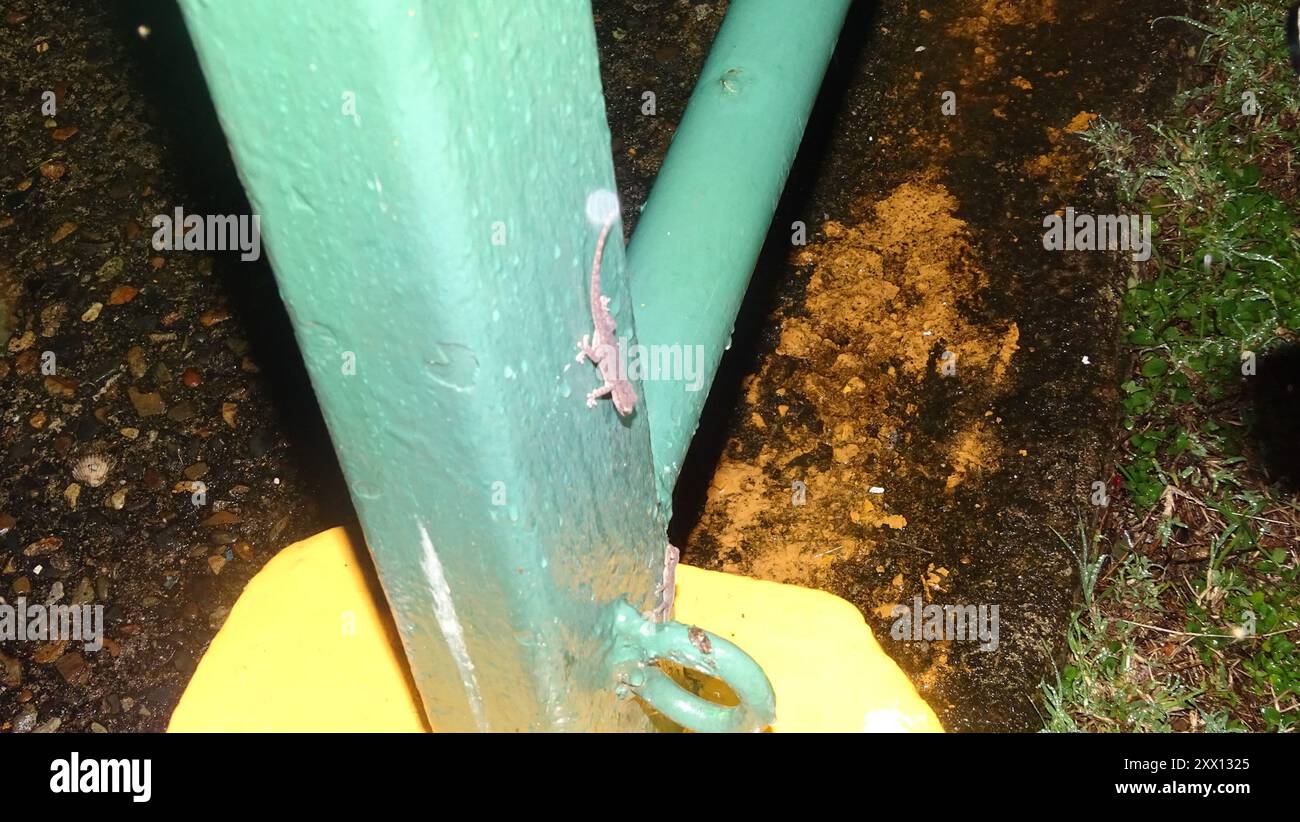 Invasive Gecko Asian House Gecko (Hemidactylus frenatus) Reptilia Stock Photo - Alamy