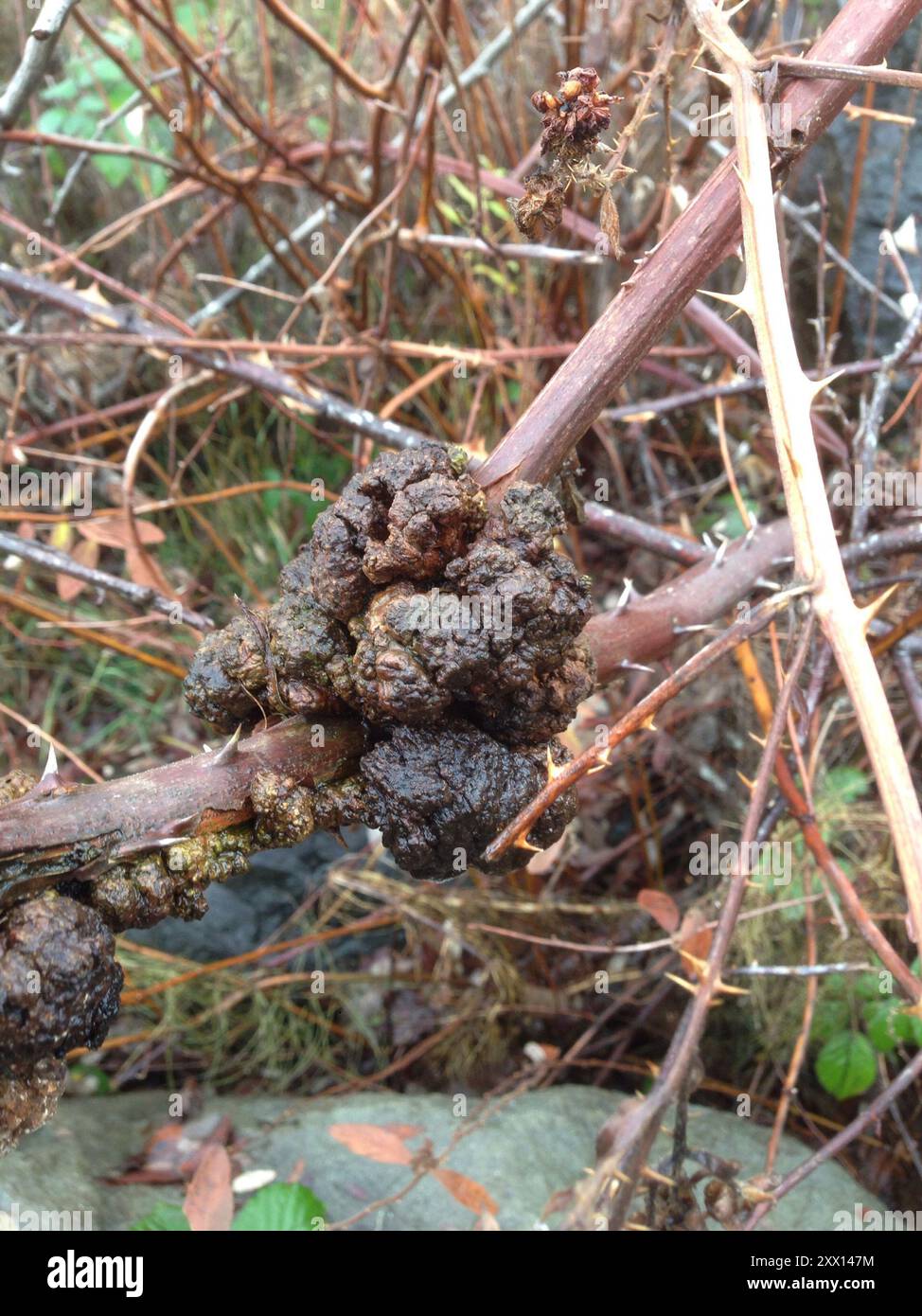 Agrobacterium hi-res stock photography and images - Alamy