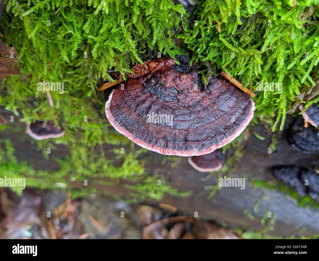 Rosy Conk (Fomitopsis cajanderi) Fungi Stock Photo - Alamy