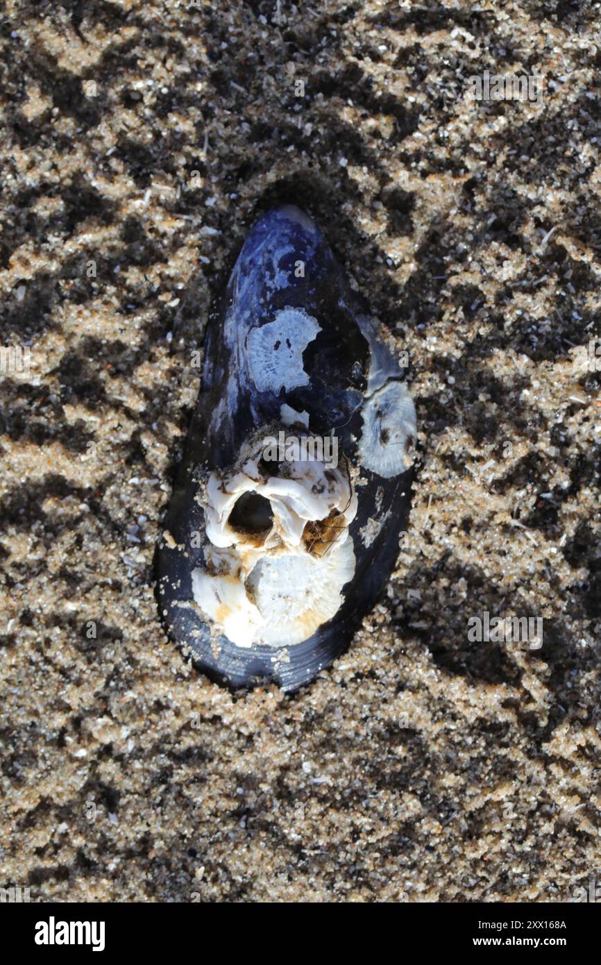 Blue Mussel (Mytilus edulis) Mollusca Stock Photo - Alamy