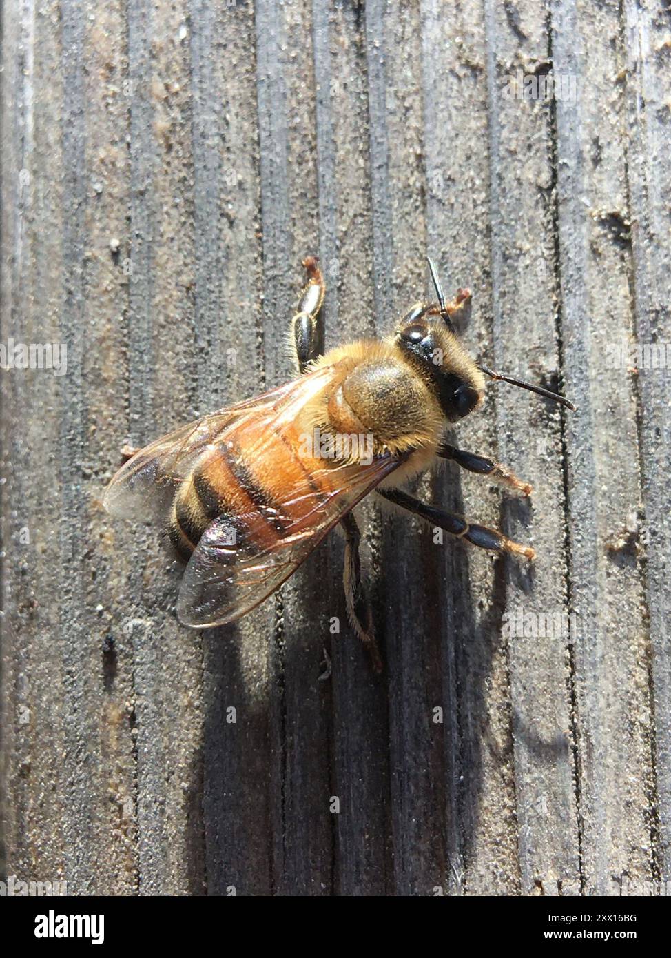 Western Honey Bee (Apis mellifera) Insecta Stock Photo - Alamy