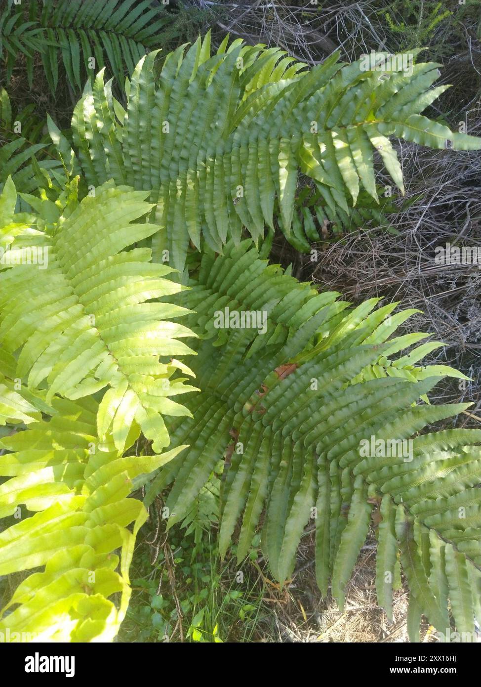 Cape Hard Fern (Blechnum capense) Plantae Stock Photo - Alamy
