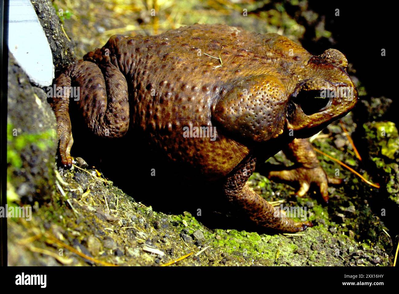 Giant Toad (Rhinella horribilis) Amphibia Stock Photo - Alamy