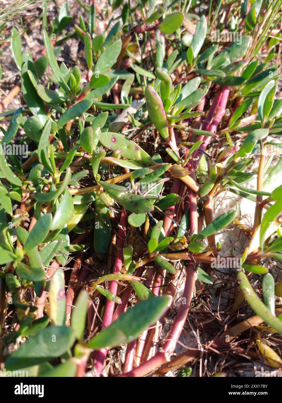 Sea Purslane Sesuvium Portulacastrum Plantae Stock Photo Alamy sea-purslane-sesuvium-portulacastrum-plantae-stock-photo-alamy