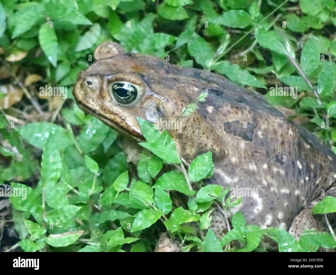 Giant Toad (Rhinella horribilis) Amphibia Stock Photo - Alamy