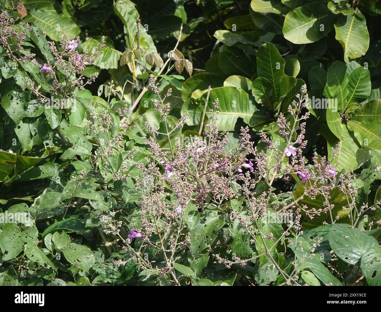 bignonia family (Bignoniaceae) Plantae Stock Photo - Alamy