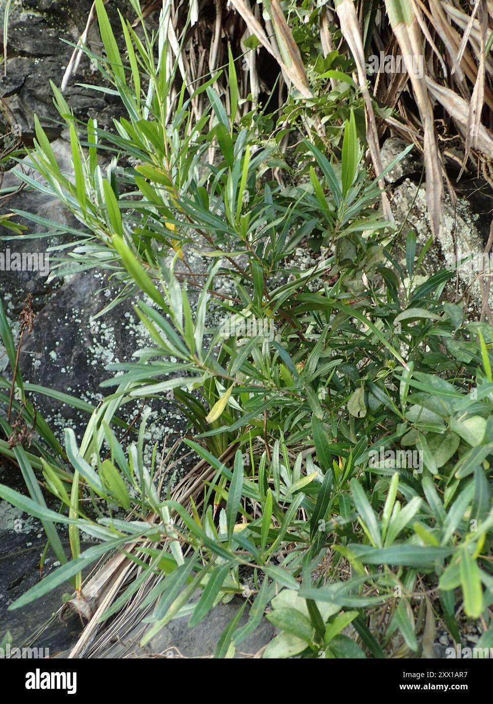 Akeake (Dodonaea viscosa) Plantae Stock Photo - Alamy