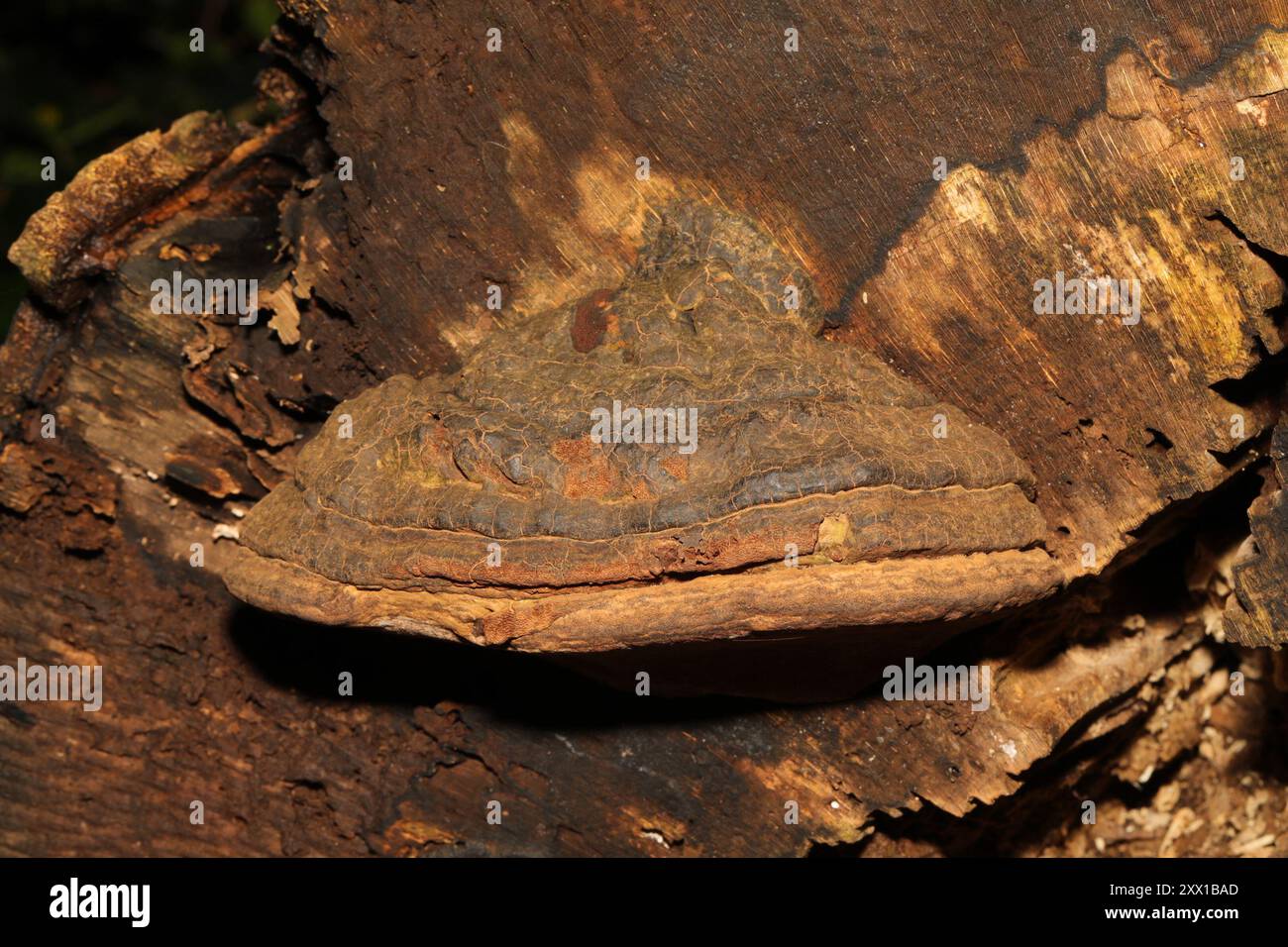 artist's bracket (Ganoderma applanatum) Fungi Stock Photo - Alamy