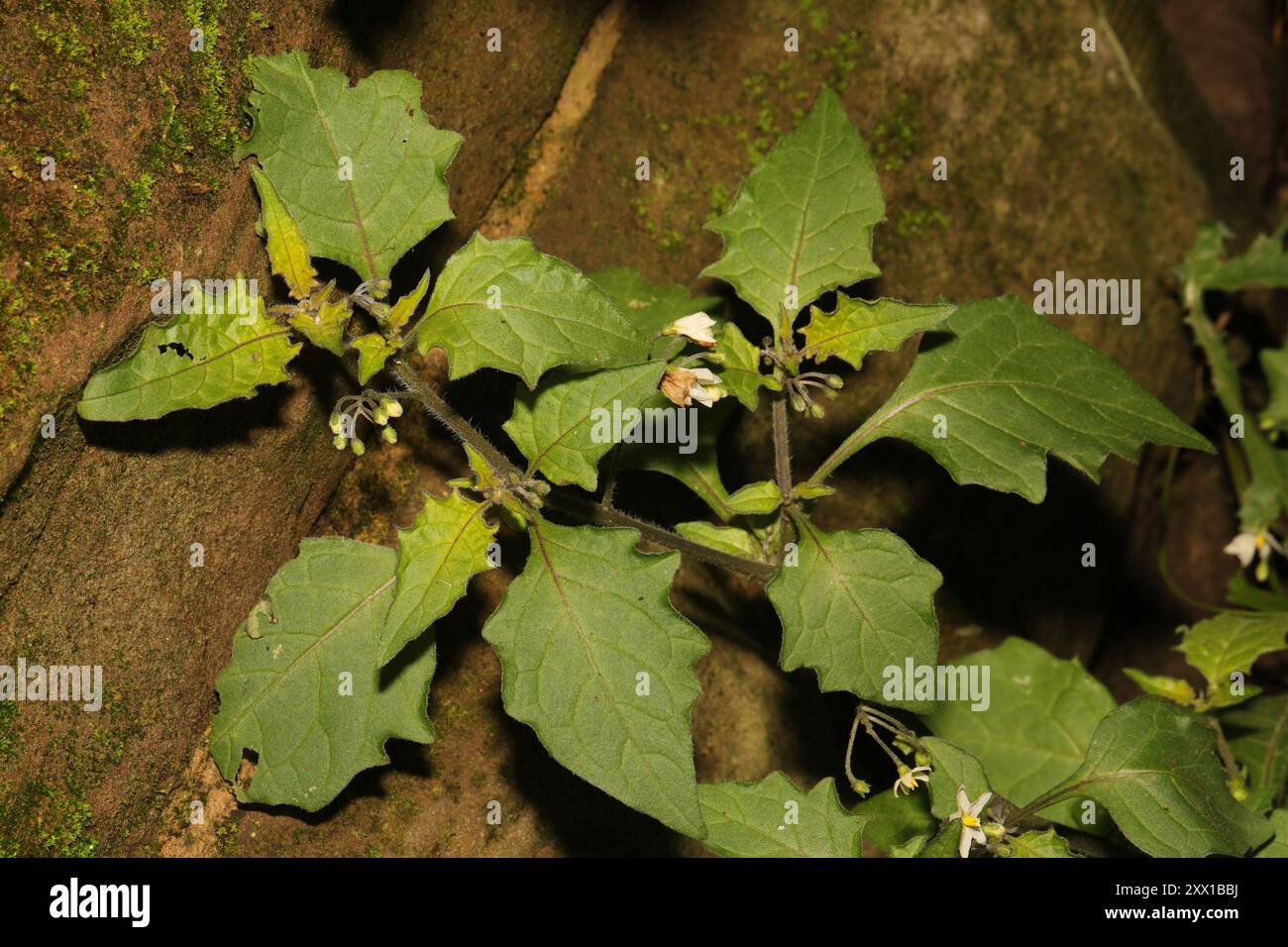 black nightshade (Solanum nigrum) Plantae Stock Photo - Alamy