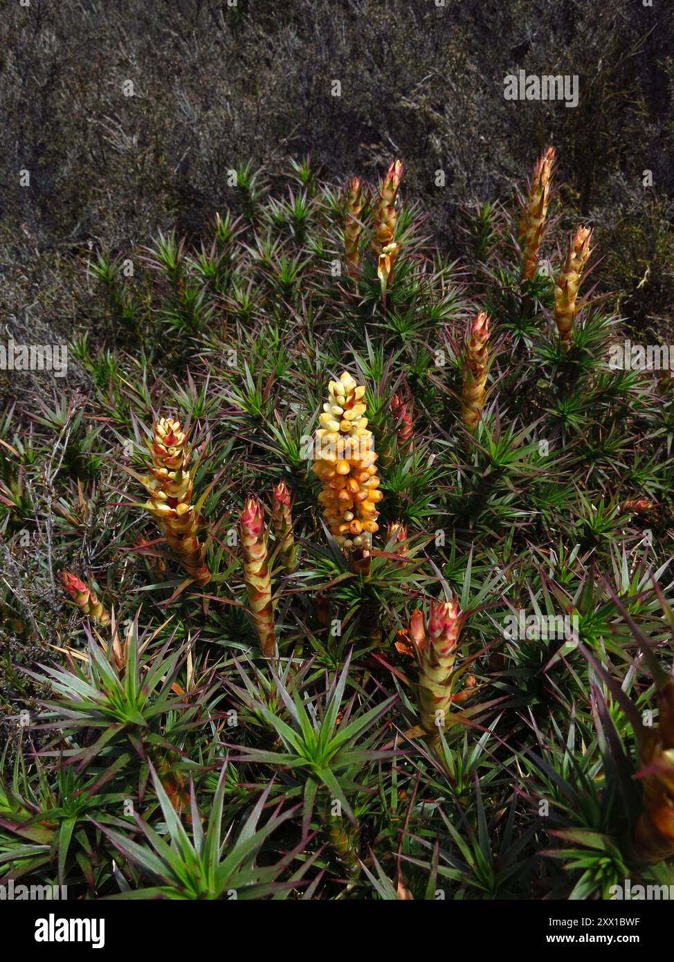 scoparia (Richea scoparia) Plantae Stock Photo Alamy