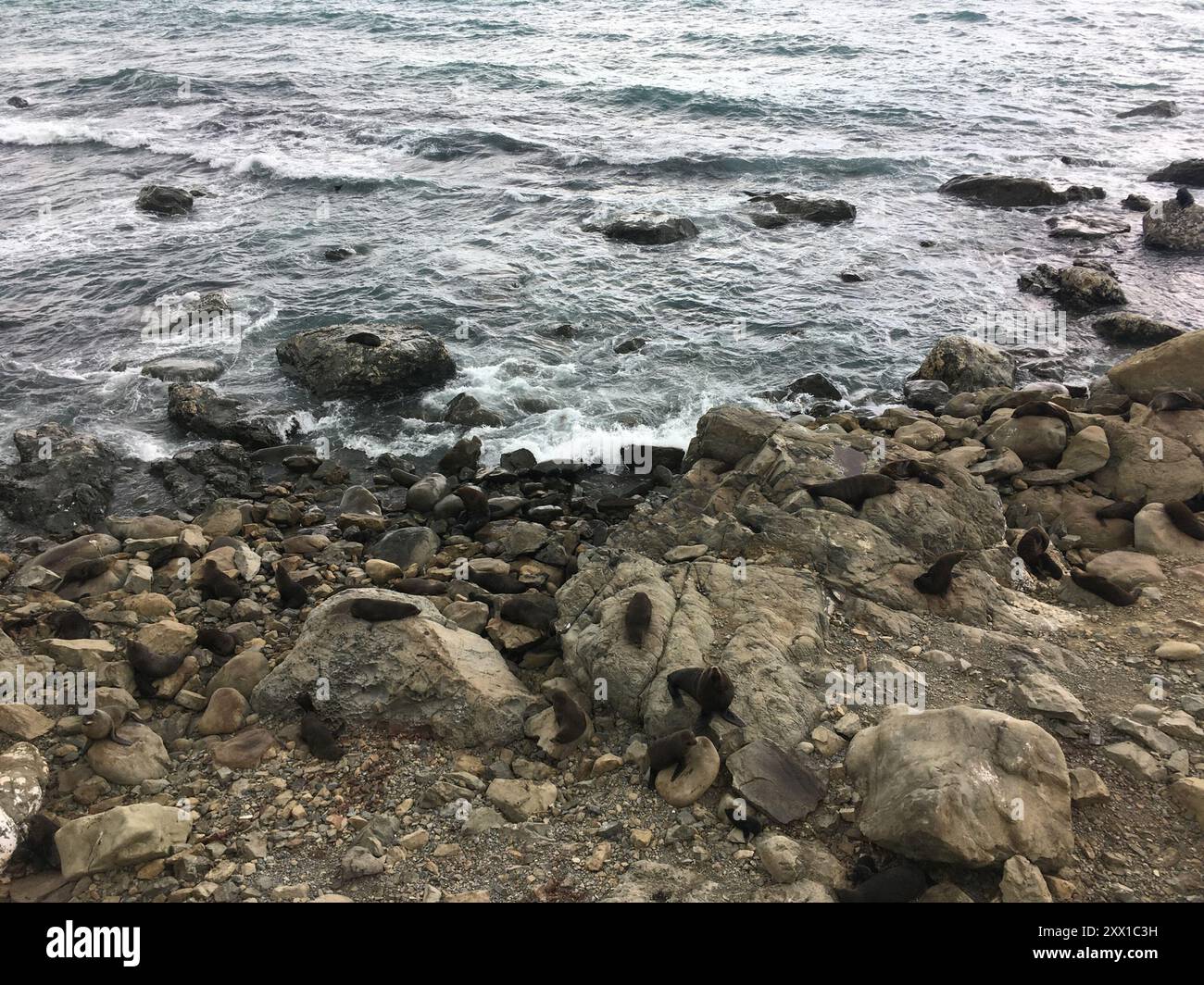 Long-nosed Fur Seal (Arctocephalus forsteri) Mammalia Stock Photo - Alamy