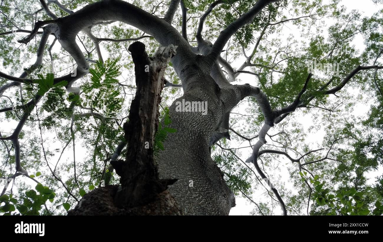 elephant ear tree (Enterolobium cyclocarpum) Plantae Stock Photo - Alamy