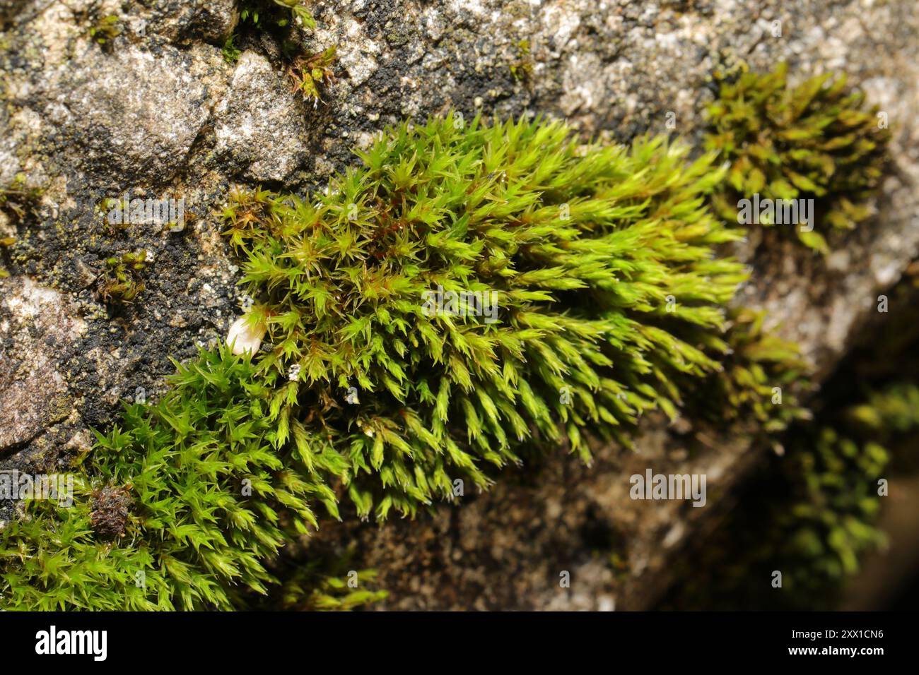 Anomalous Bristle-moss (Orthotrichum anomalum) Plantae Stock Photo - Alamy