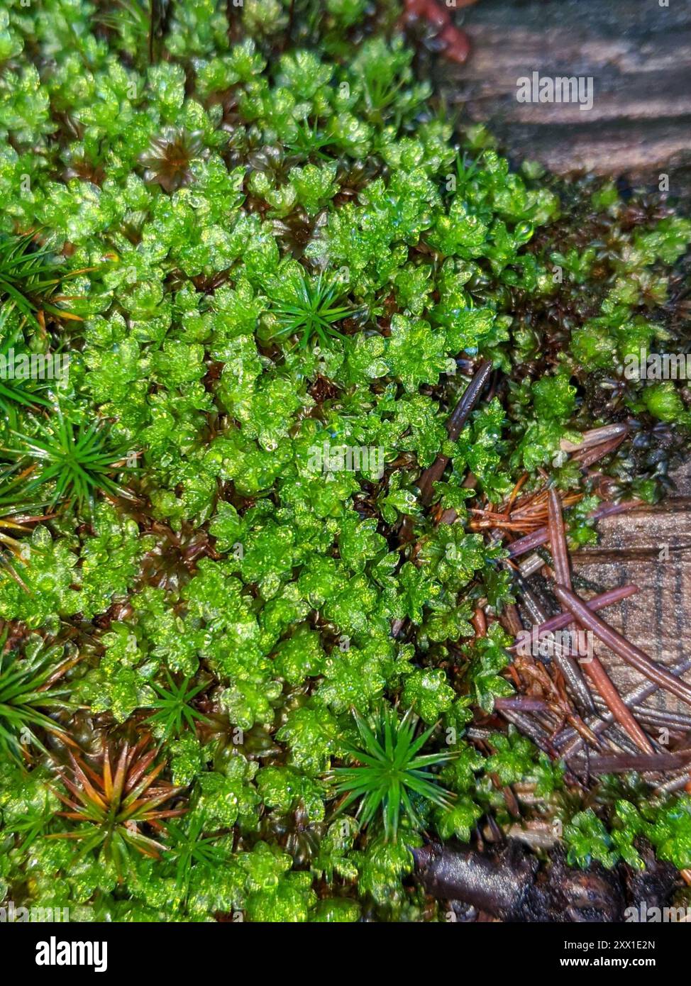 mosses (Bryophyta) Plantae Stock Photo - Alamy