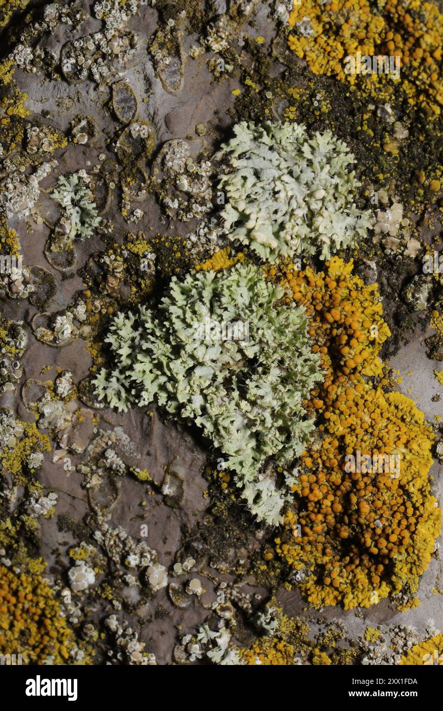 Hooded Rosette Lichen (Physcia adscendens) Fungi Stock Photo