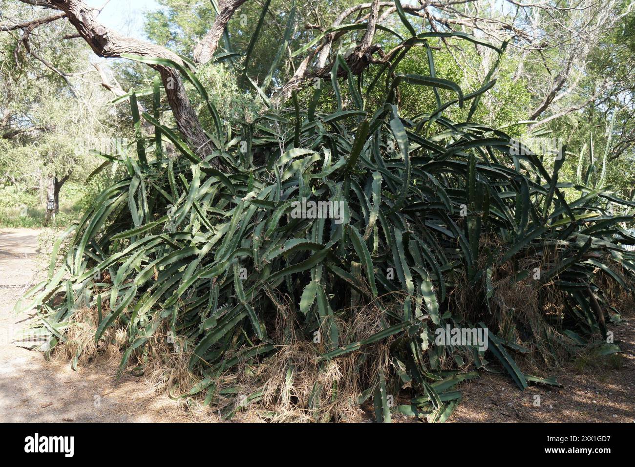 Triangle cactus (Acanthocereus tetragonus) Plantae Stock Photo - Alamy