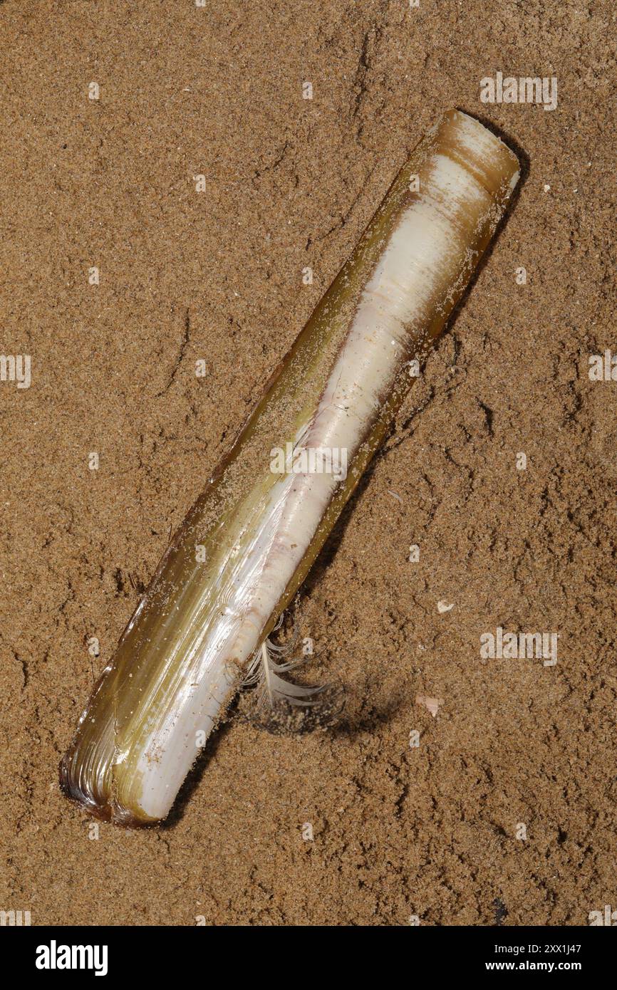 Pod Razor (Ensis siliqua) Mollusca Stock Photo - Alamy