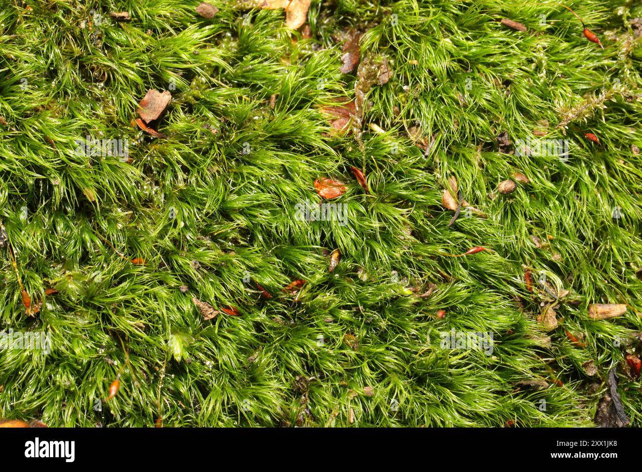 Silky Forklet-moss (Dicranella heteromalla) Plantae Stock Photo